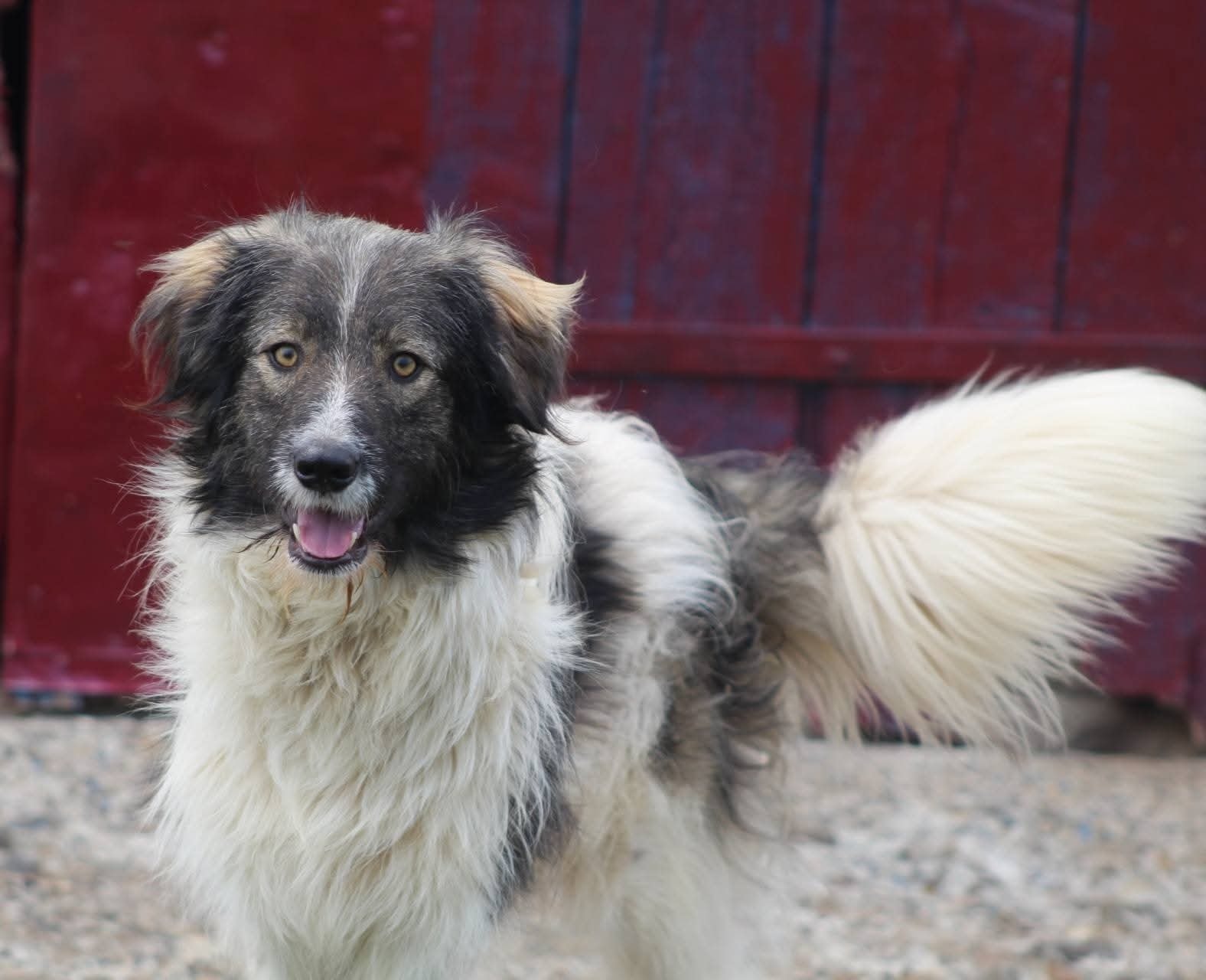 Nicusor Casa lui Patrocle 4