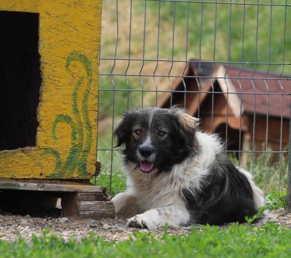 Nicusor Casa lui Patrocle 5