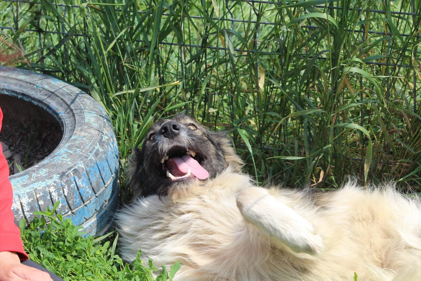 Nicusor Casa lui Patrocle 6