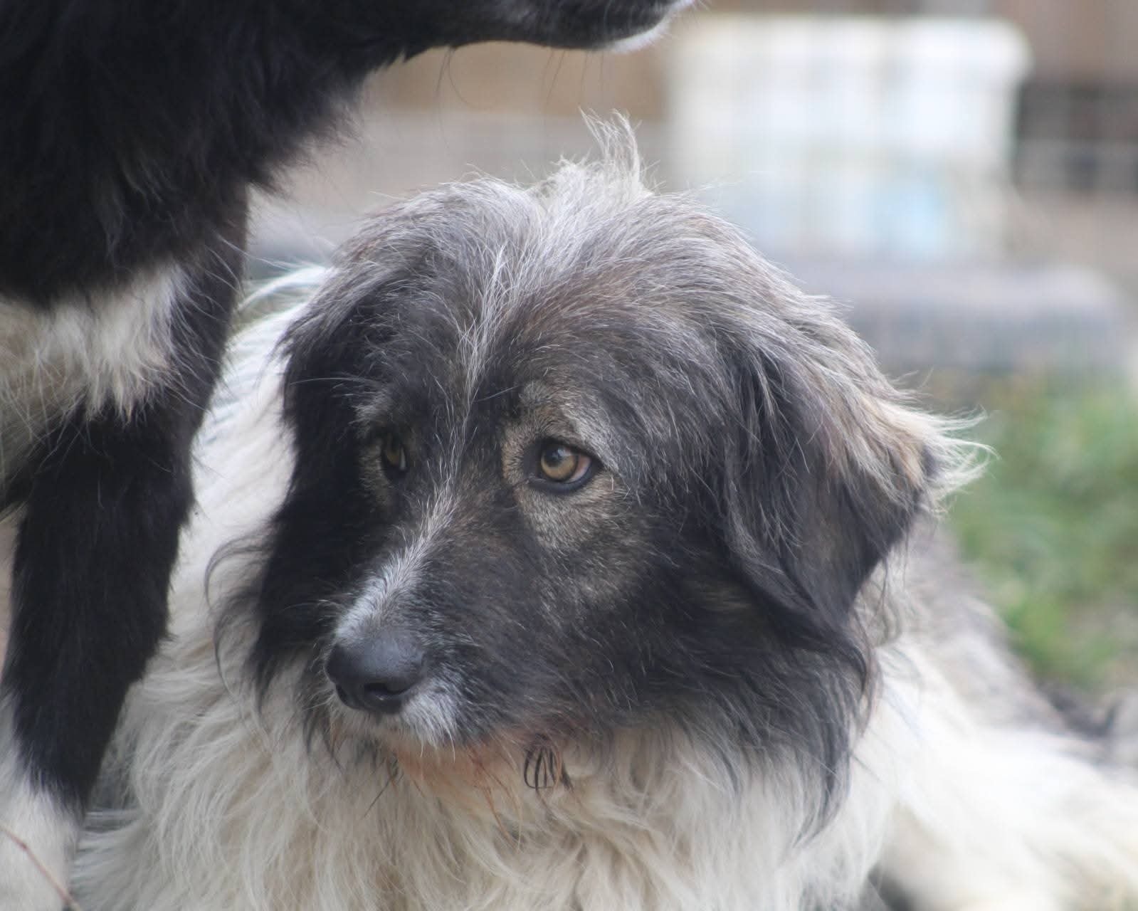 Poza principală Nicusor