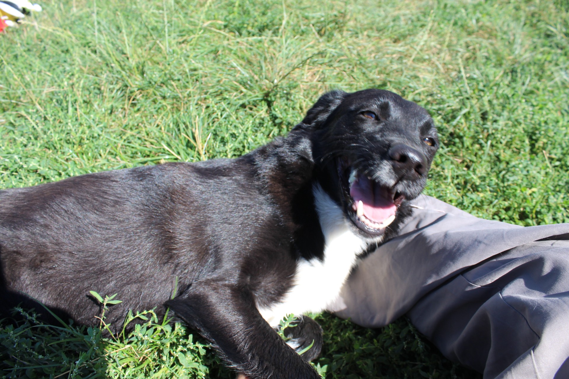 Nisha Casa lui Patrocle 3