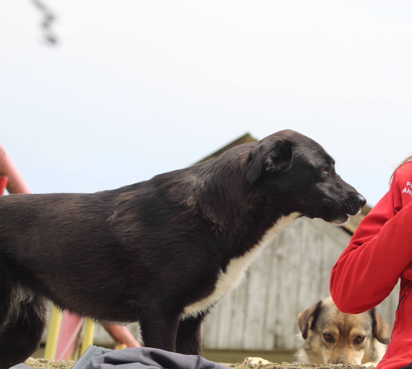 Nisha Casa lui Patrocle 6