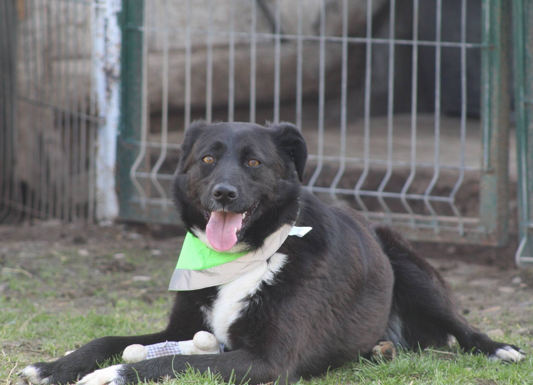 Nisha, câine mascul de talie medie