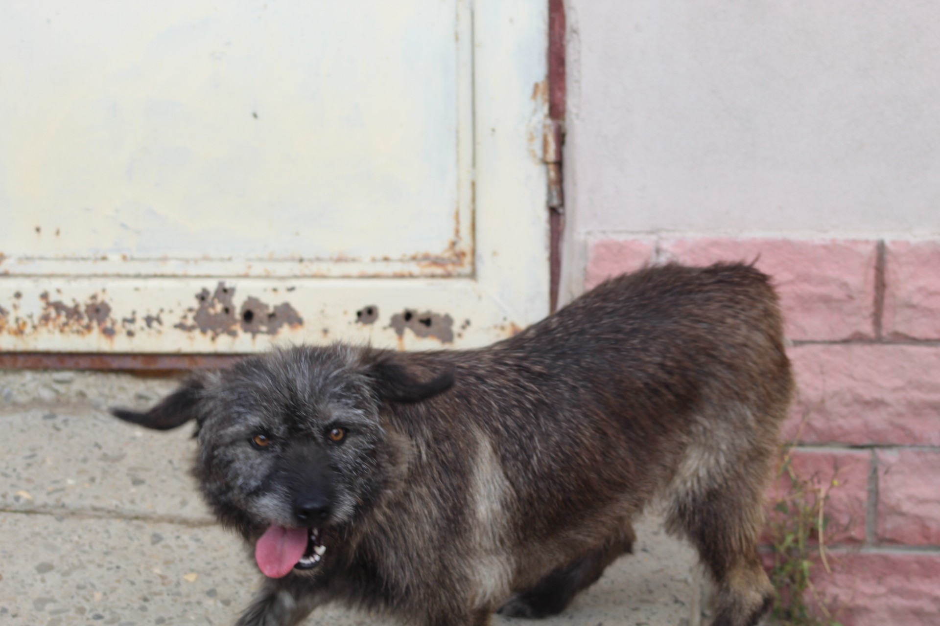 Noni Casa lui Patrocle 2