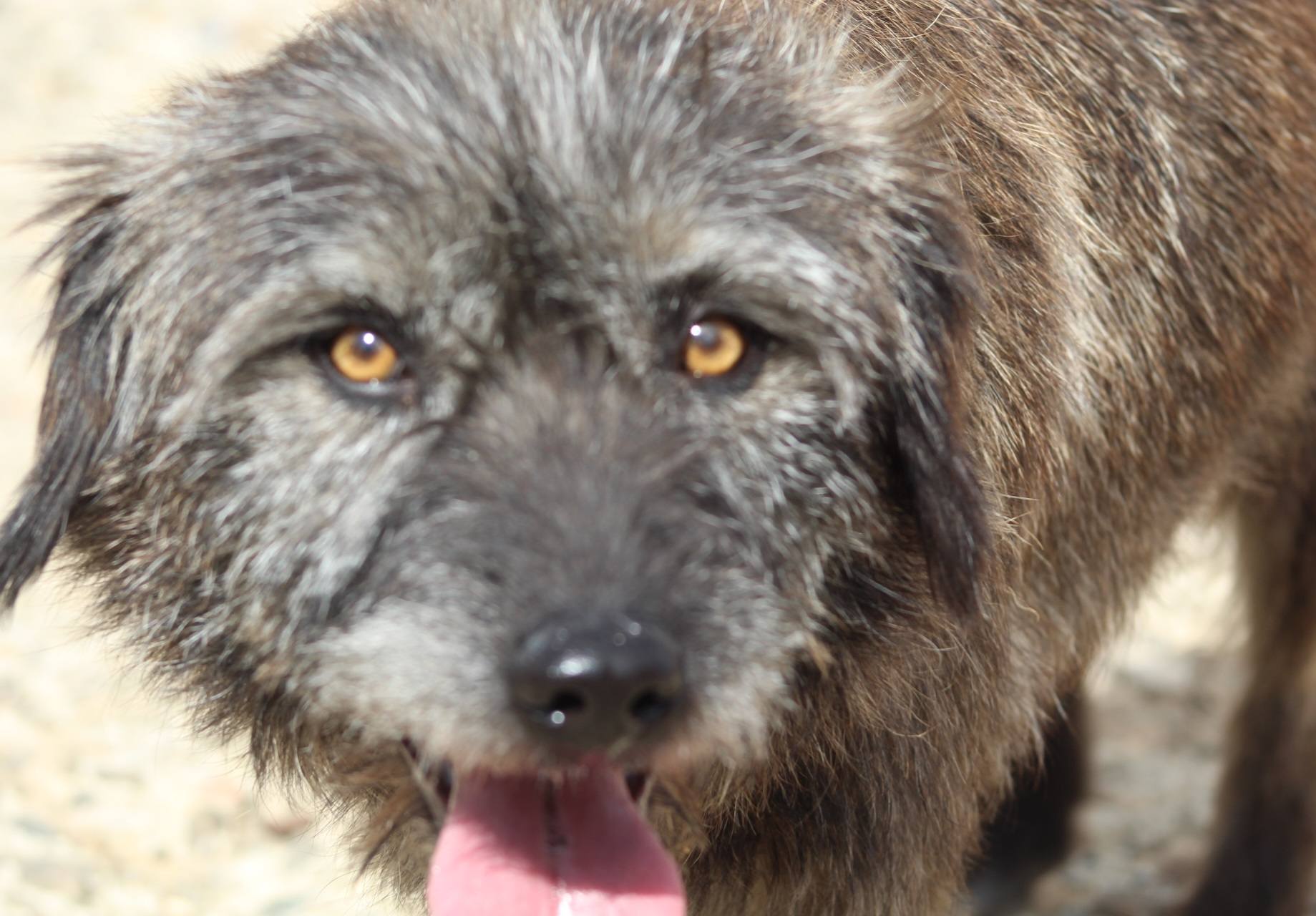 Noni Casa lui Patrocle 3