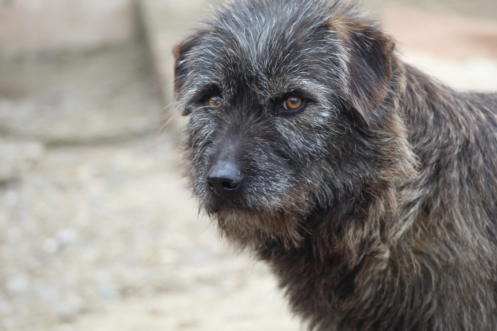 Noni Casa lui Patrocle 4