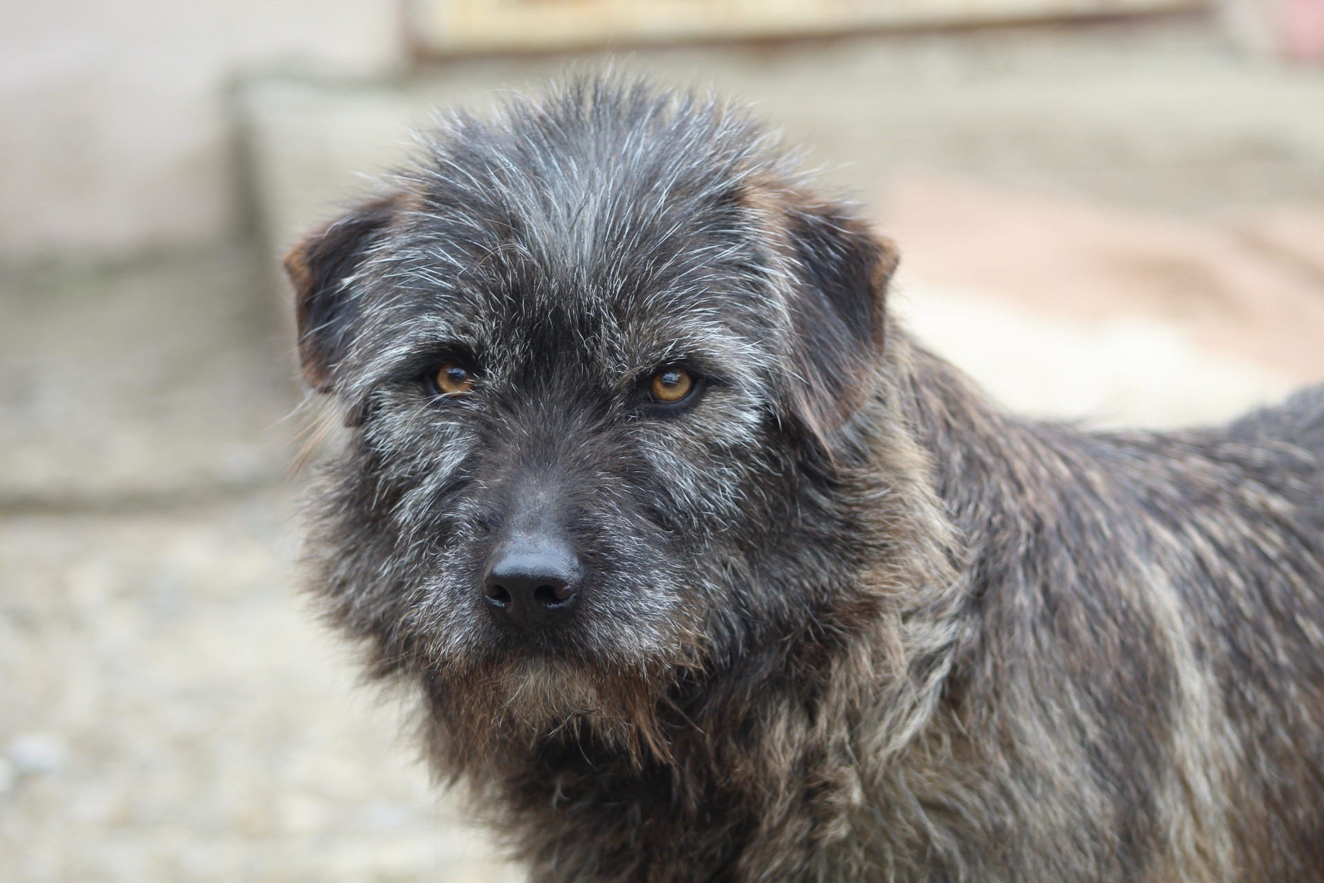 Noni Casa lui Patrocle 5