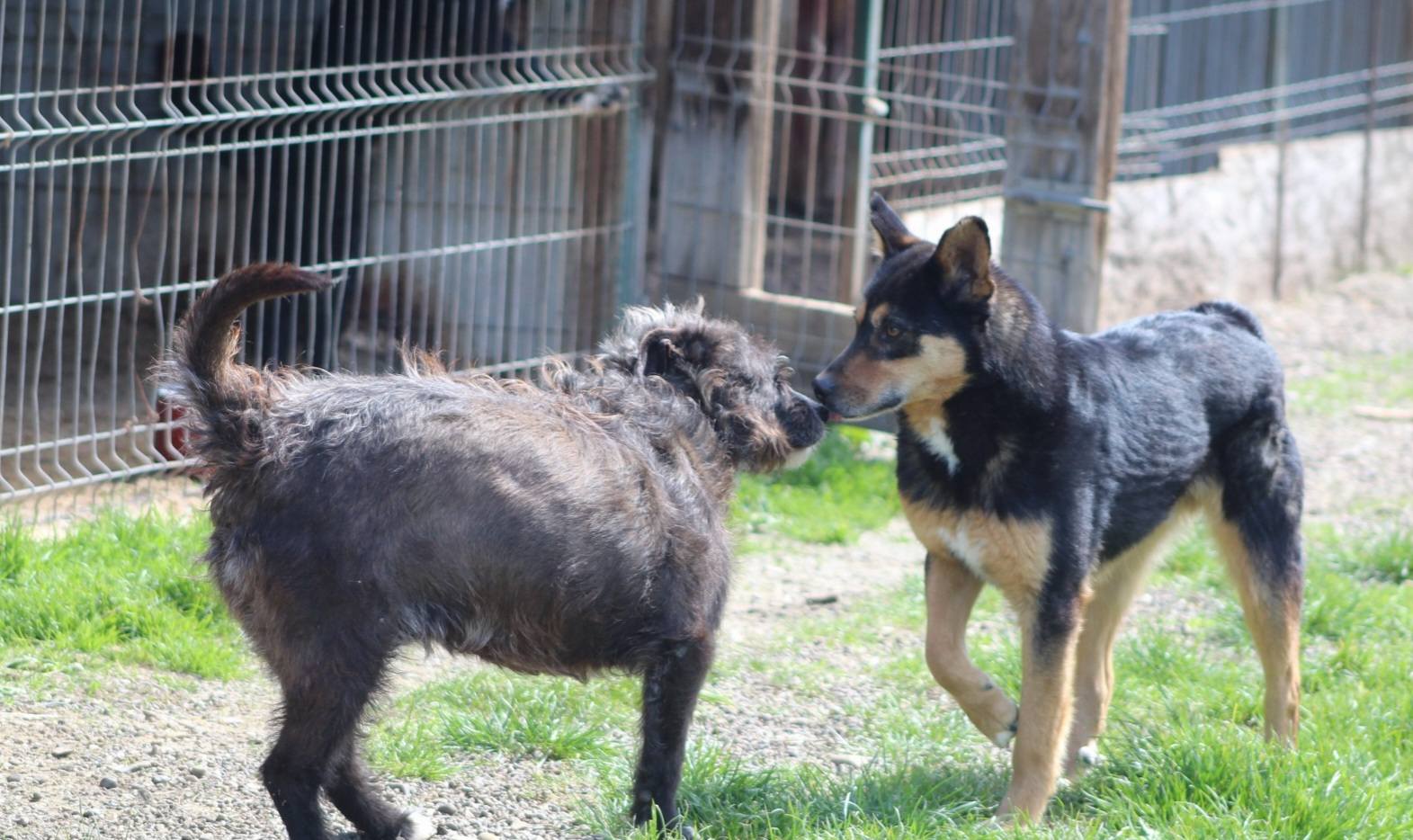 Novan Casa lui Patrocle 2