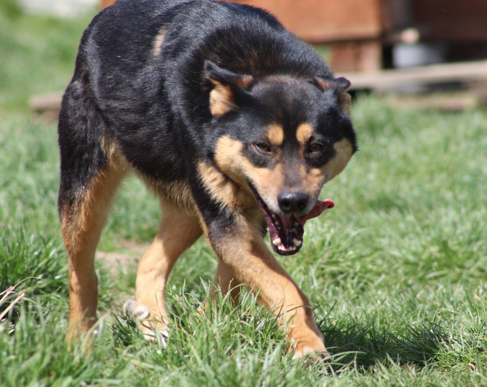 Novan Casa lui Patrocle 4