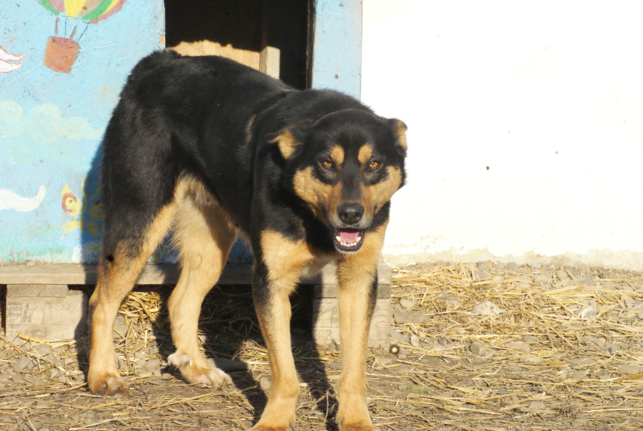 Novan Casa lui Patrocle 5