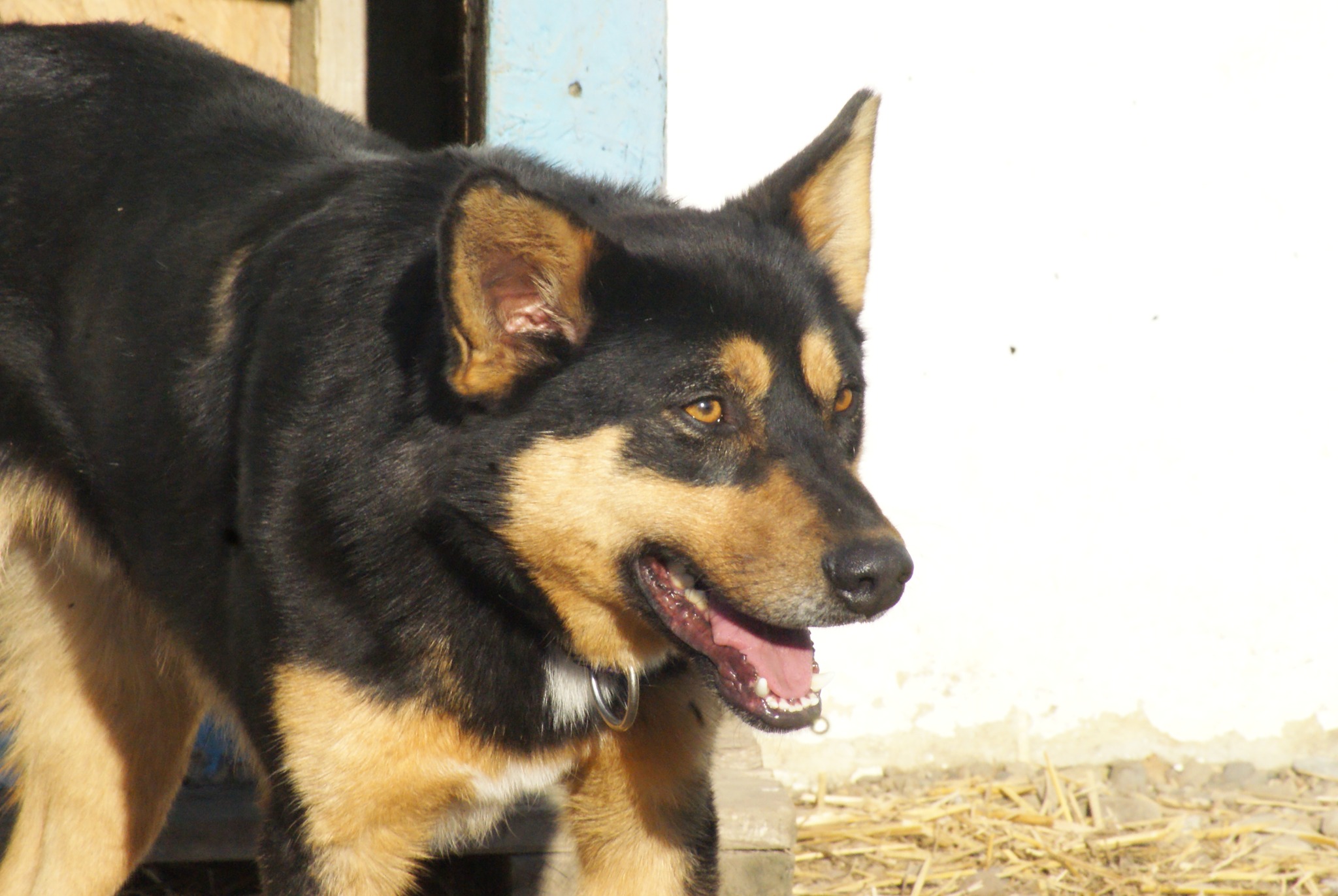 Novan Casa lui Patrocle 6