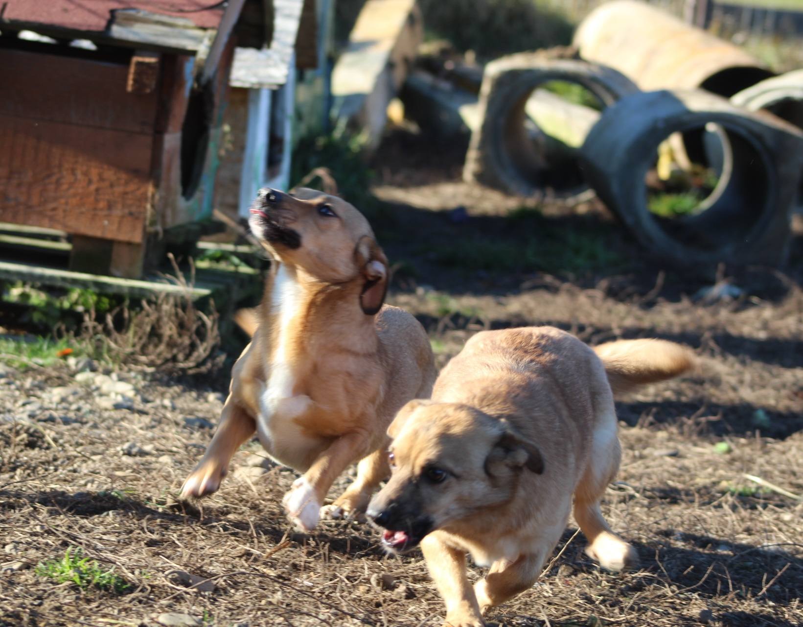 Odette Casa lui Patrocle 2