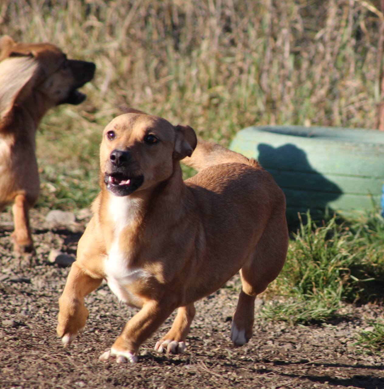 Odette Casa lui Patrocle 4