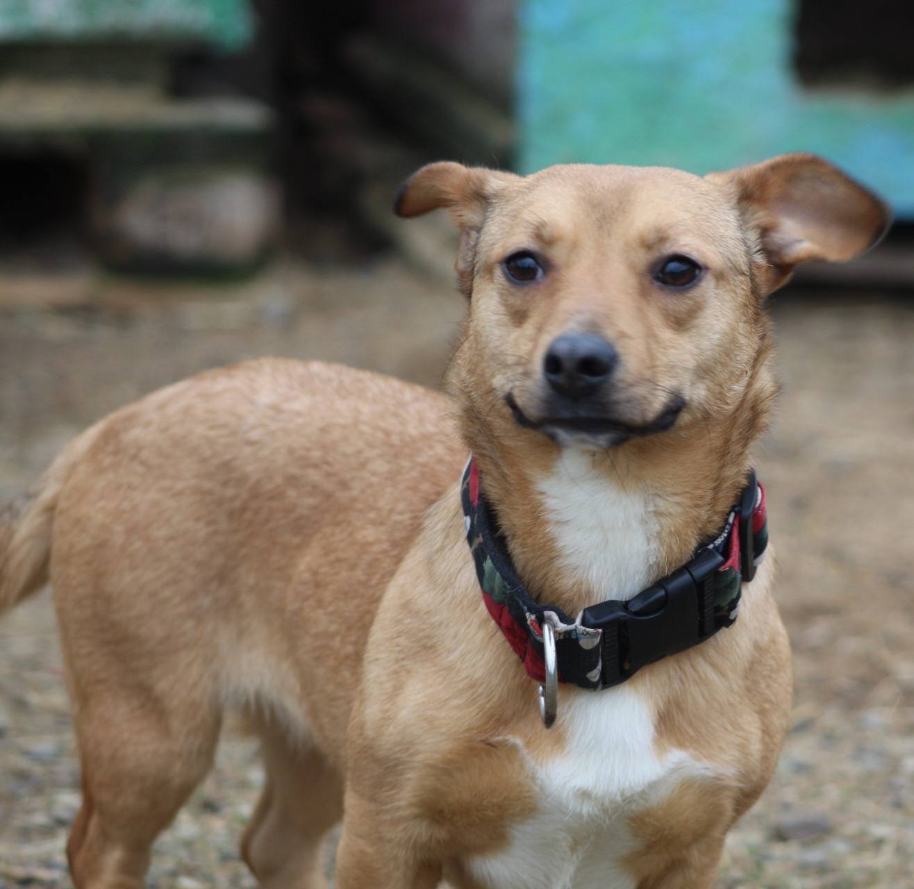 Odette Casa lui Patrocle 6