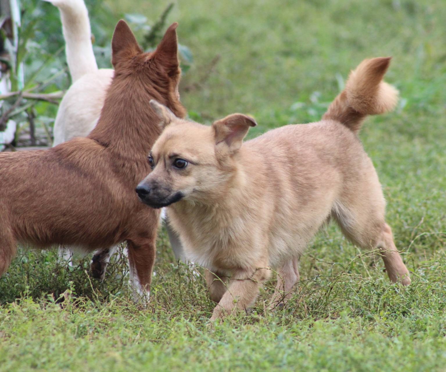 Oscar Casa lui Patrocle 3