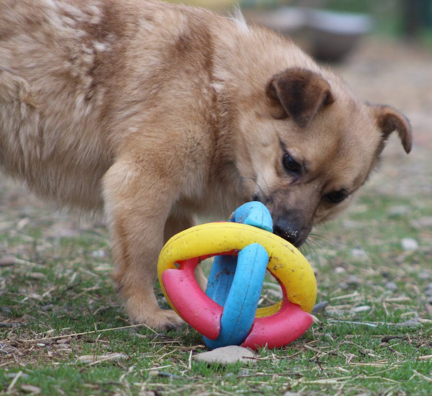 Oscar Casa lui Patrocle 6