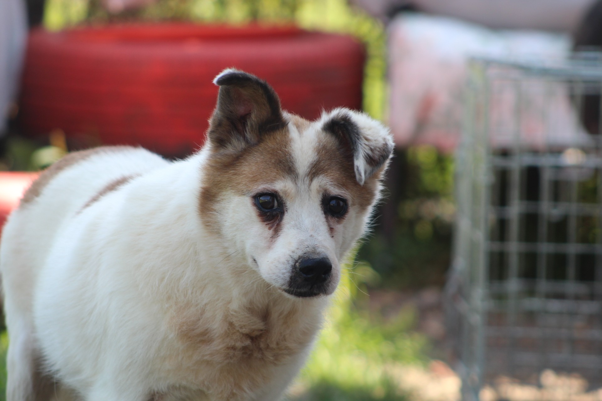 Paulo Casa lui Patrocle 4