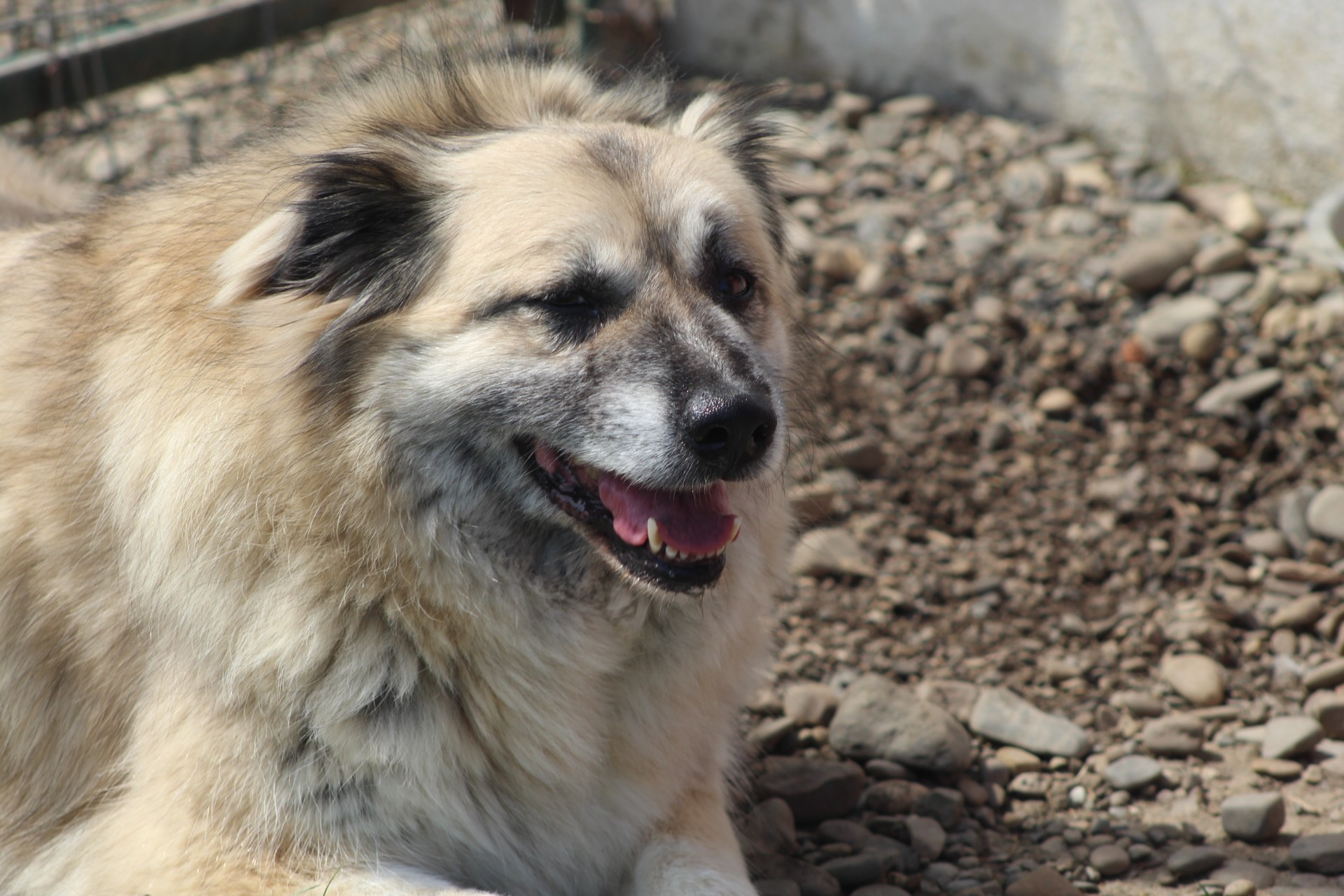 Peggy Casa lui Patrocle 6