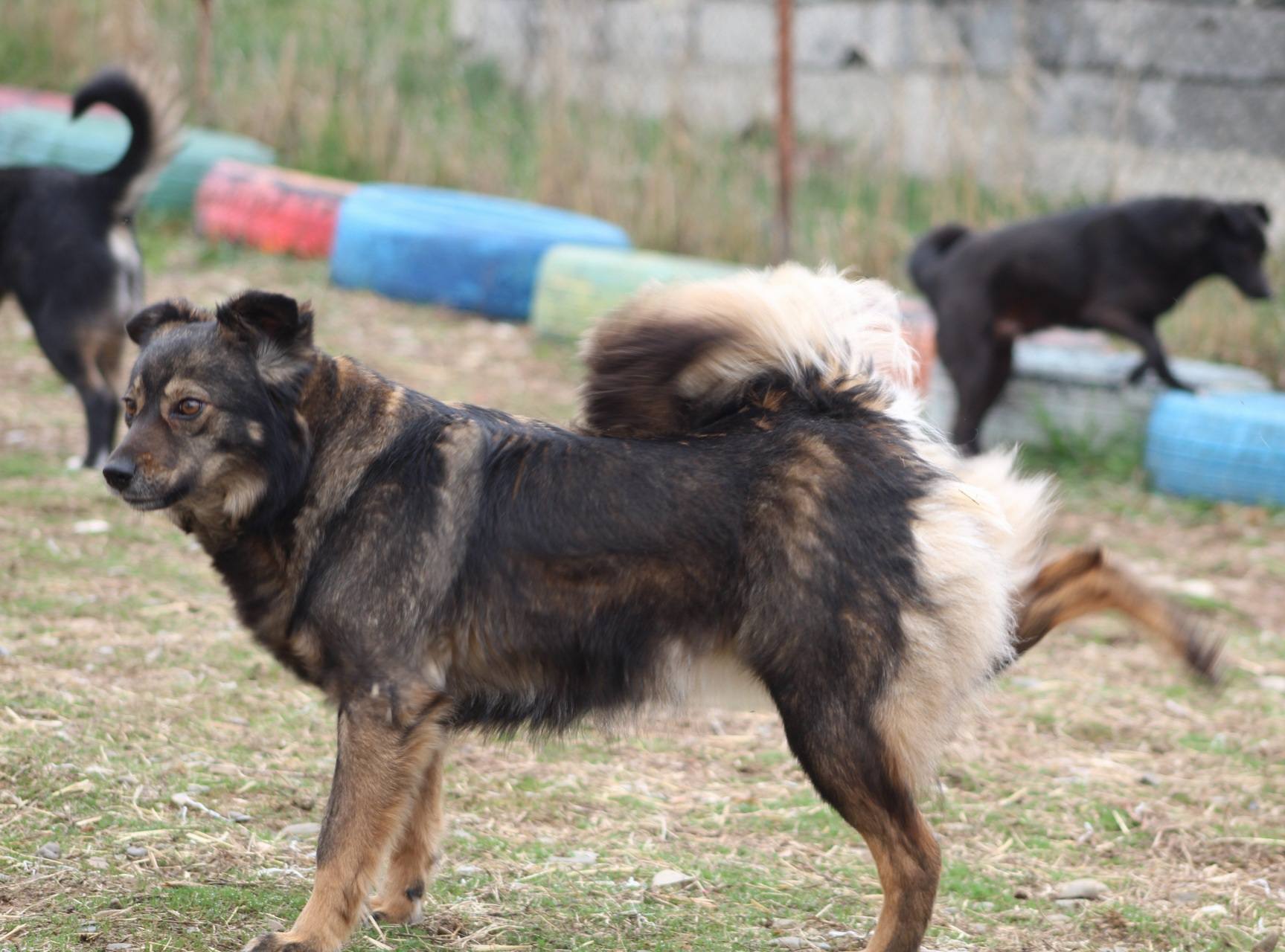 Penny Casa lui Patrocle 2