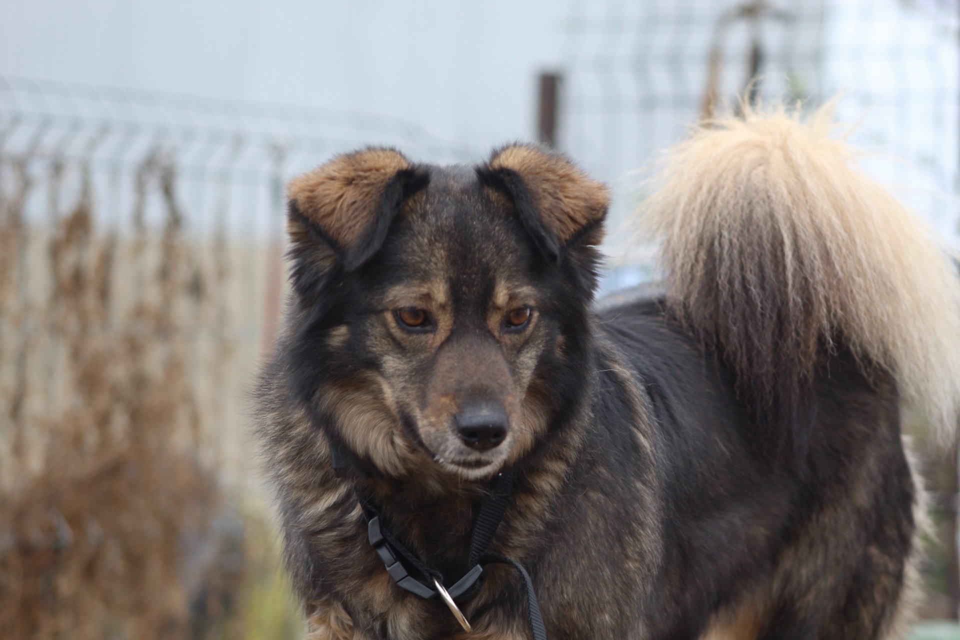 Penny Casa lui Patrocle 3