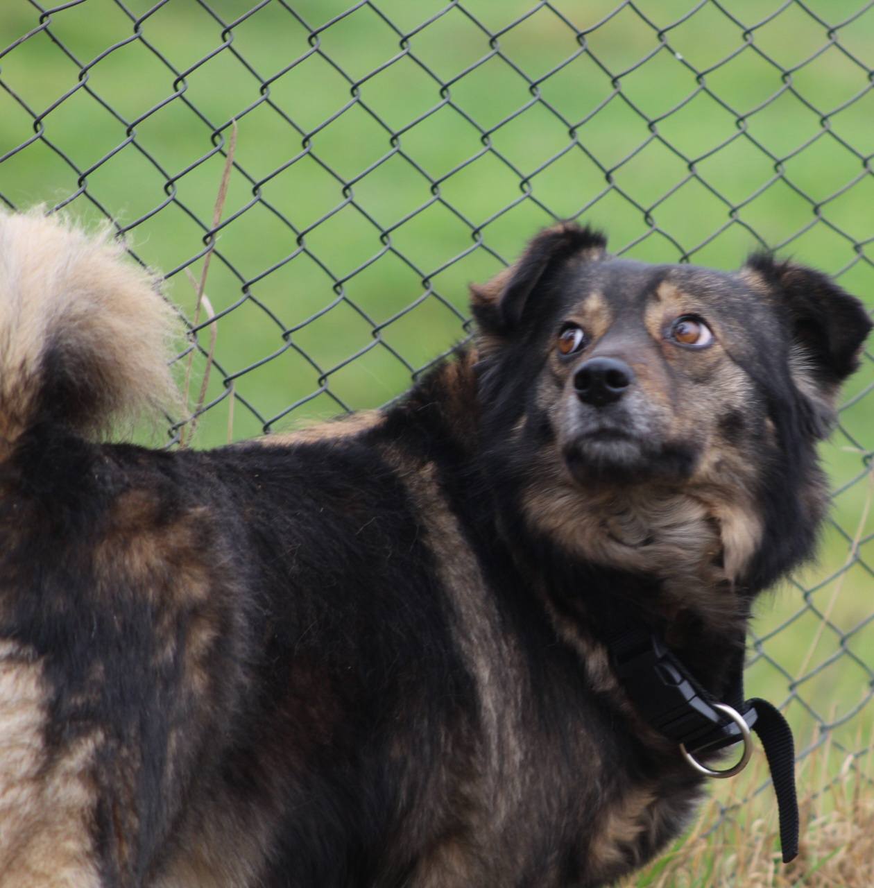 Penny Casa lui Patrocle 4