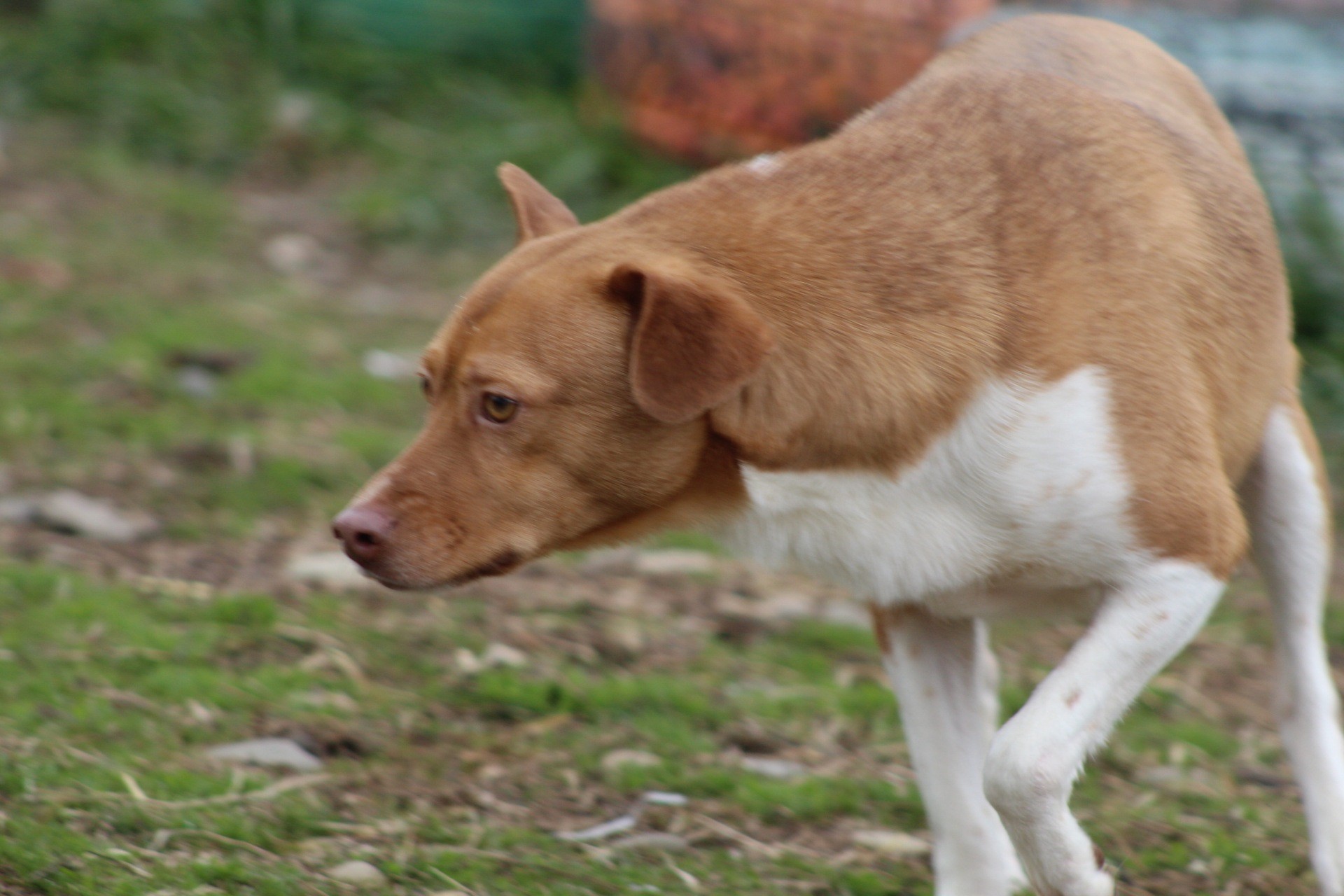 Poncho Casa lui Patrocle 2