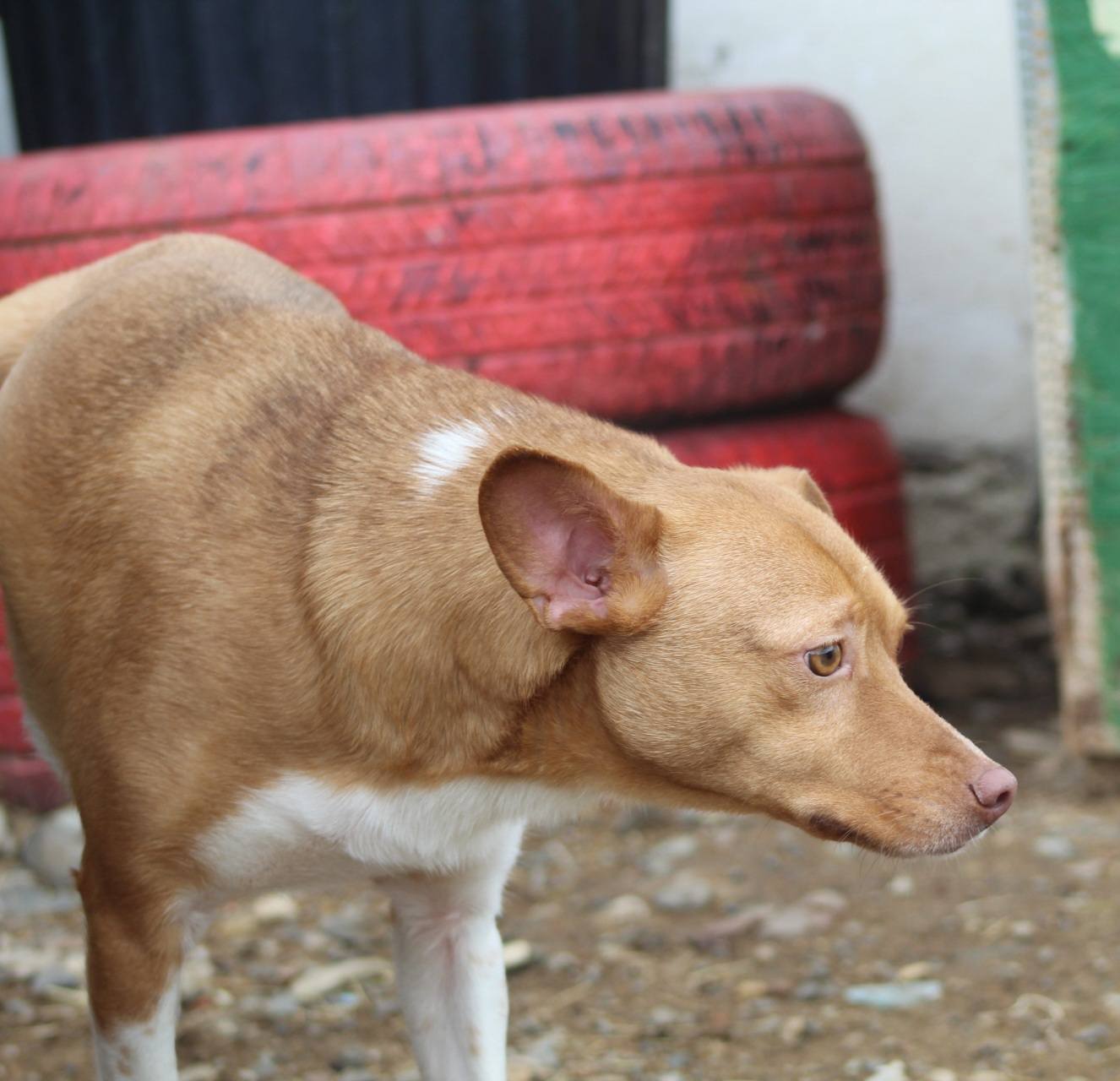 Poncho Casa lui Patrocle 3