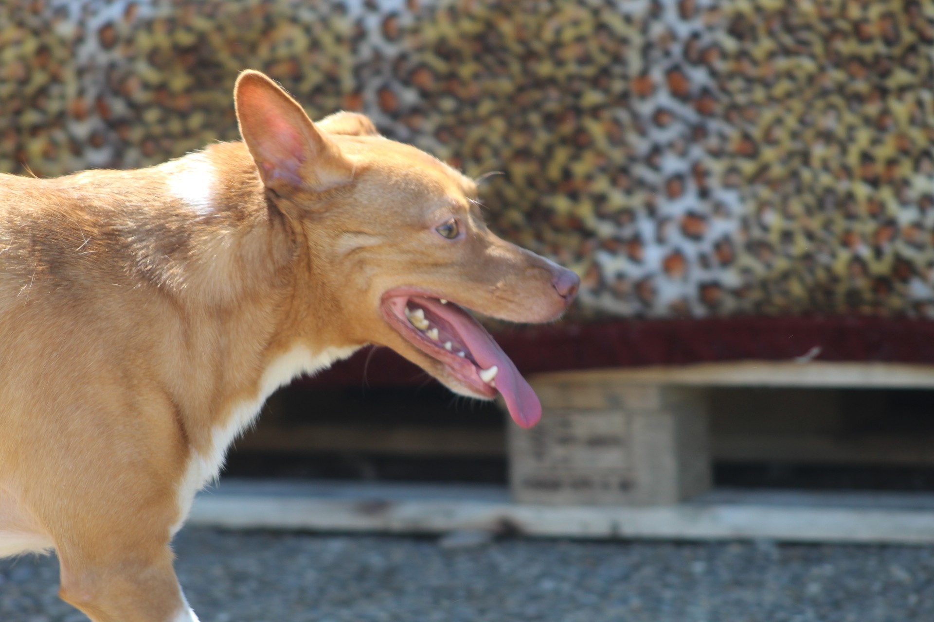 Poncho Casa lui Patrocle 6