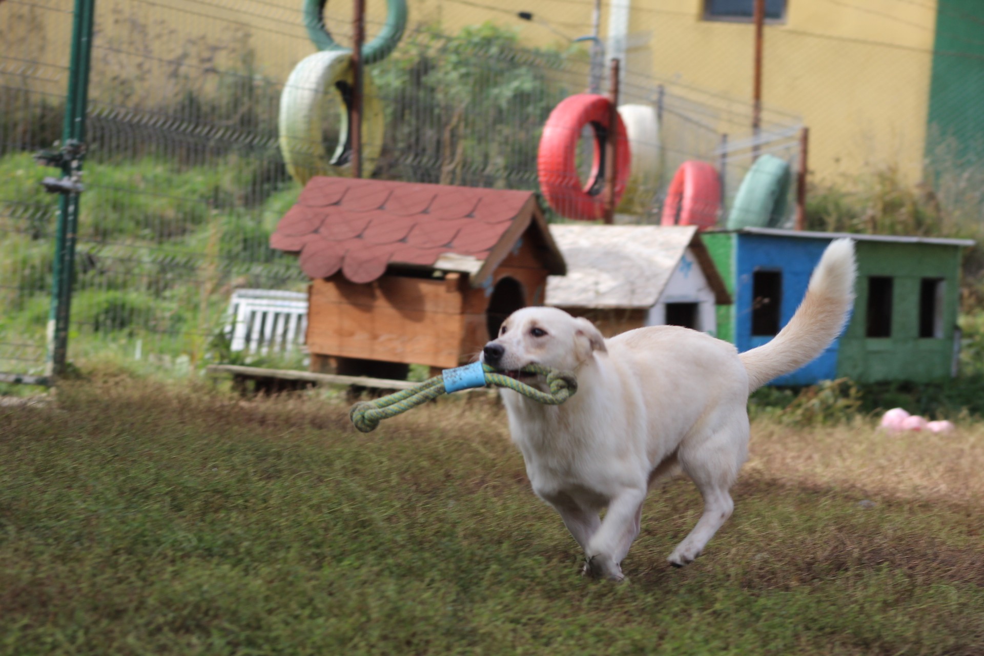 Roxy Casa lui Patrocle 2