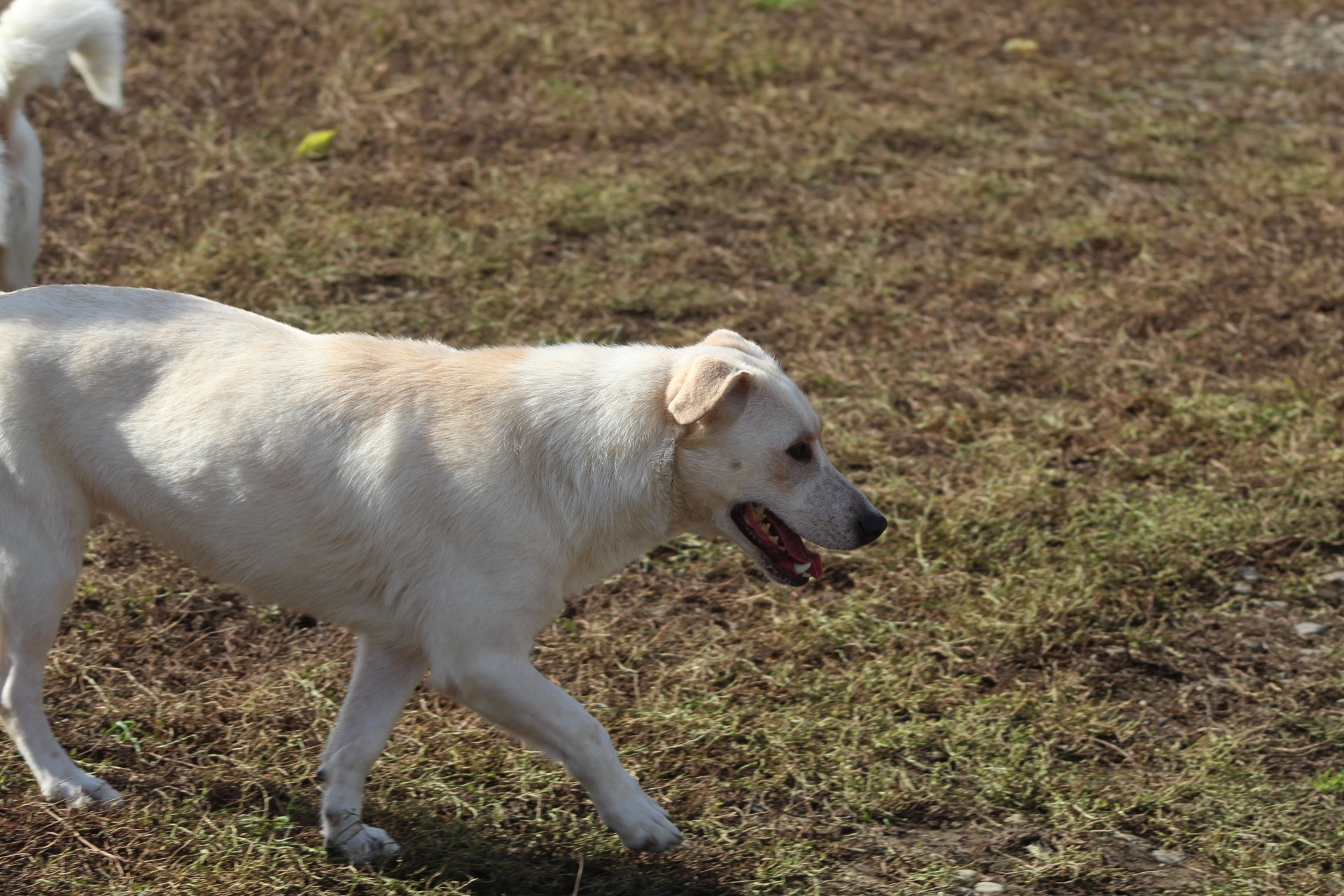 Roxy Casa lui Patrocle 4