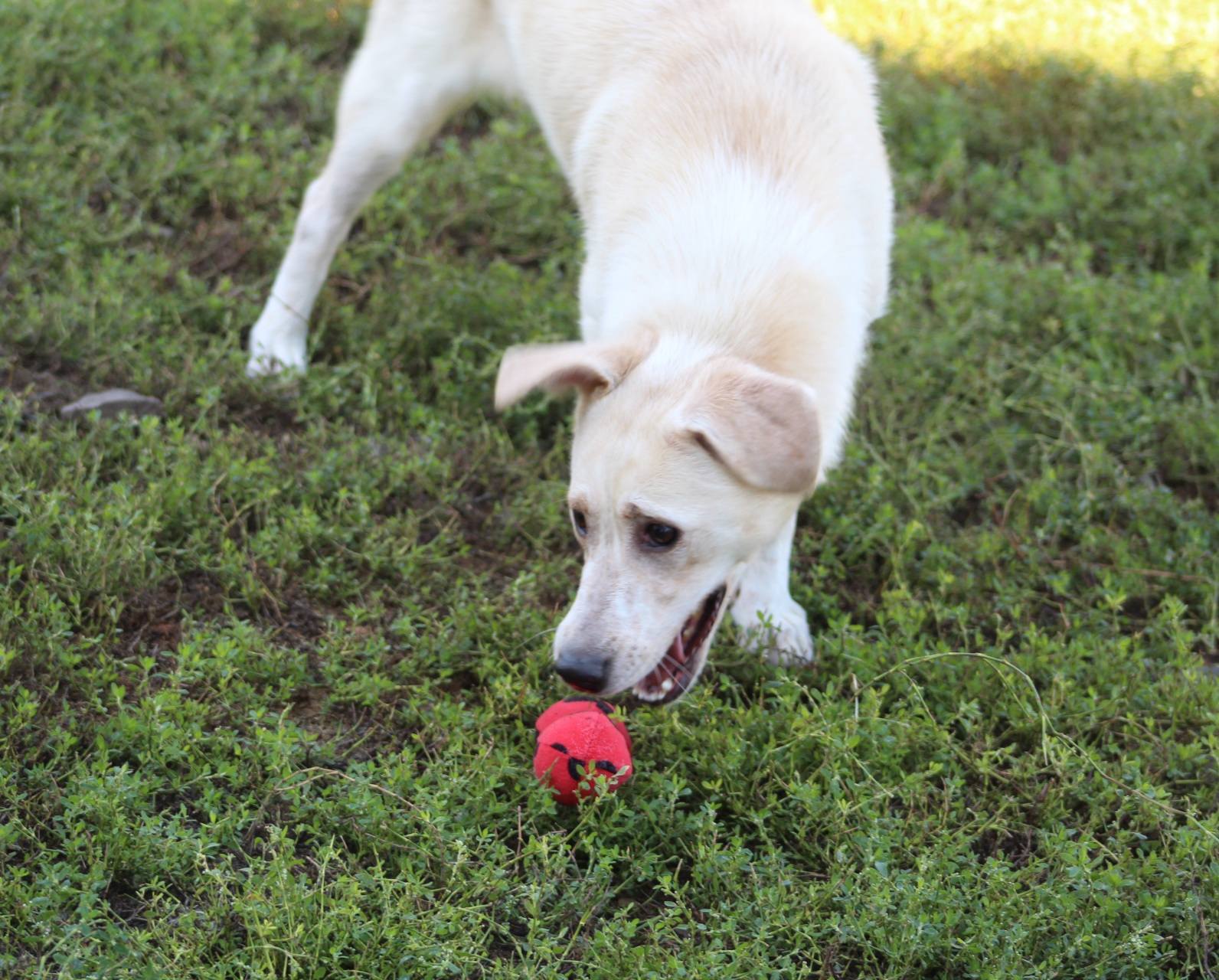 Roxy Casa lui Patrocle 6
