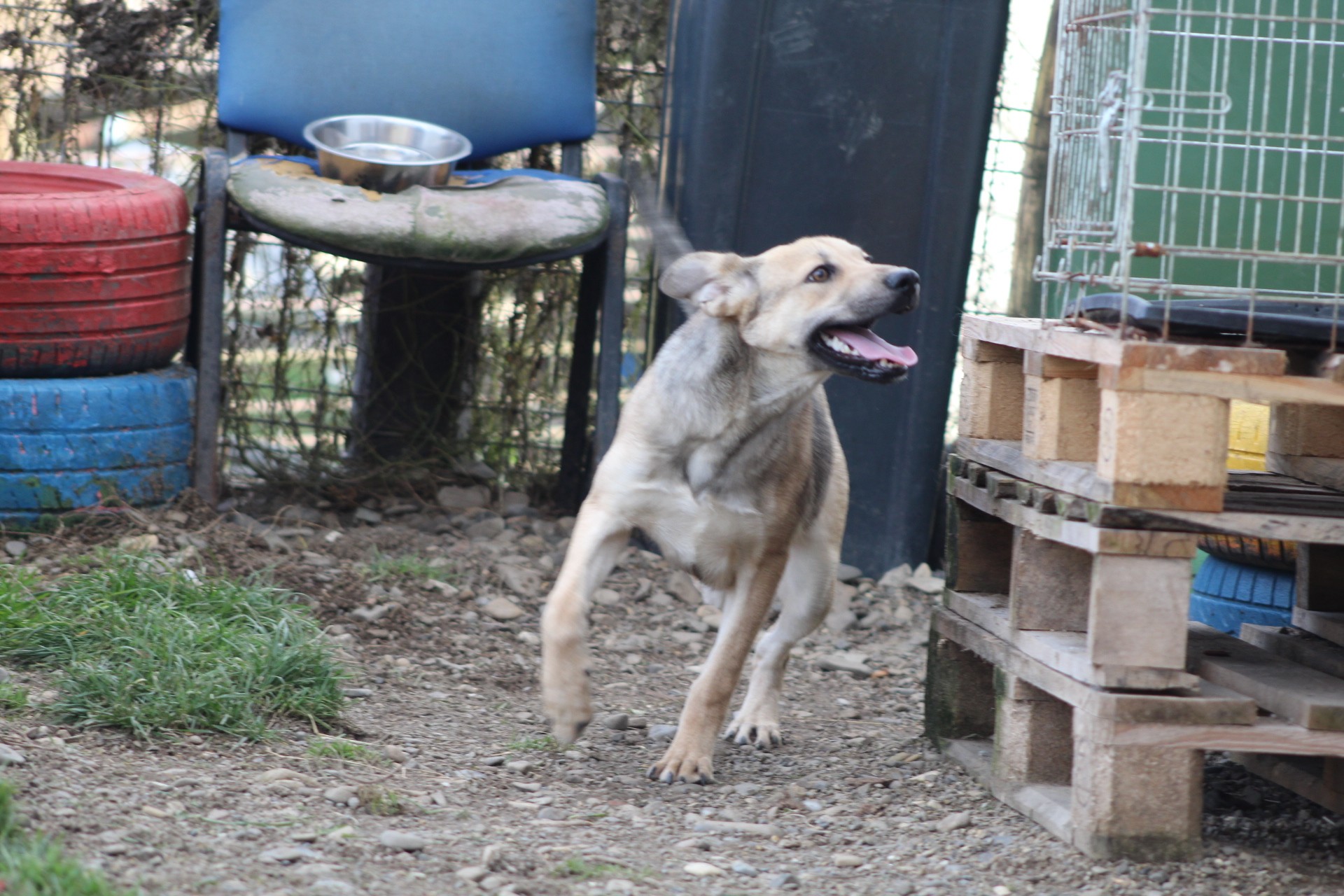 Runa Casa lui Patrocle 2