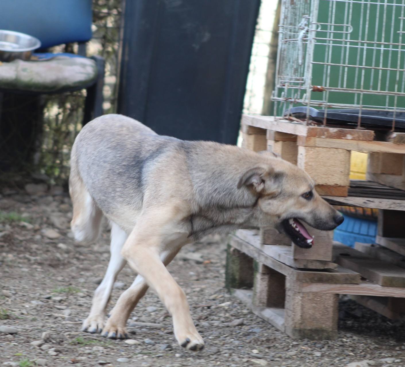 Runa Casa lui Patrocle 3