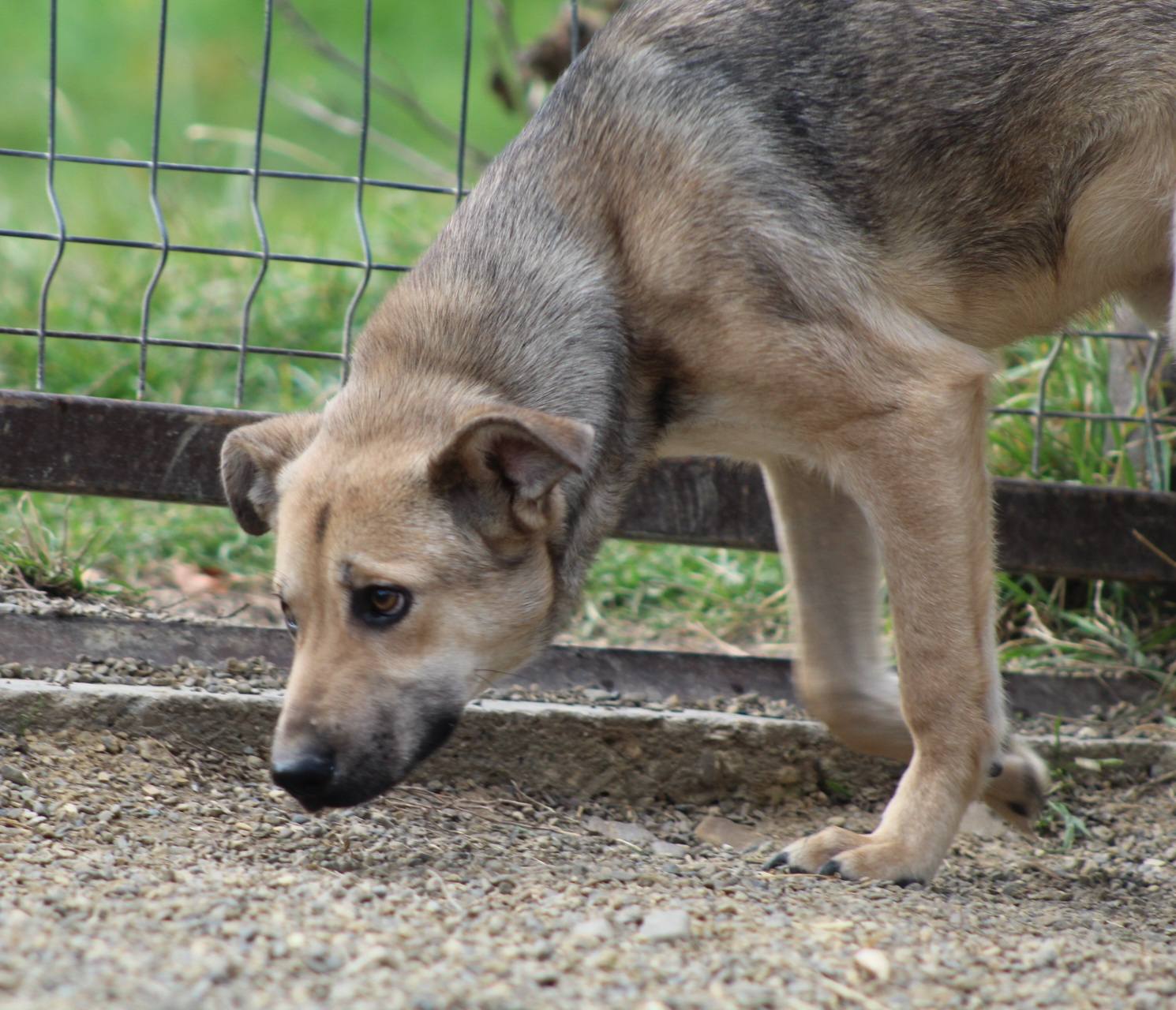 Runa Casa lui Patrocle 4
