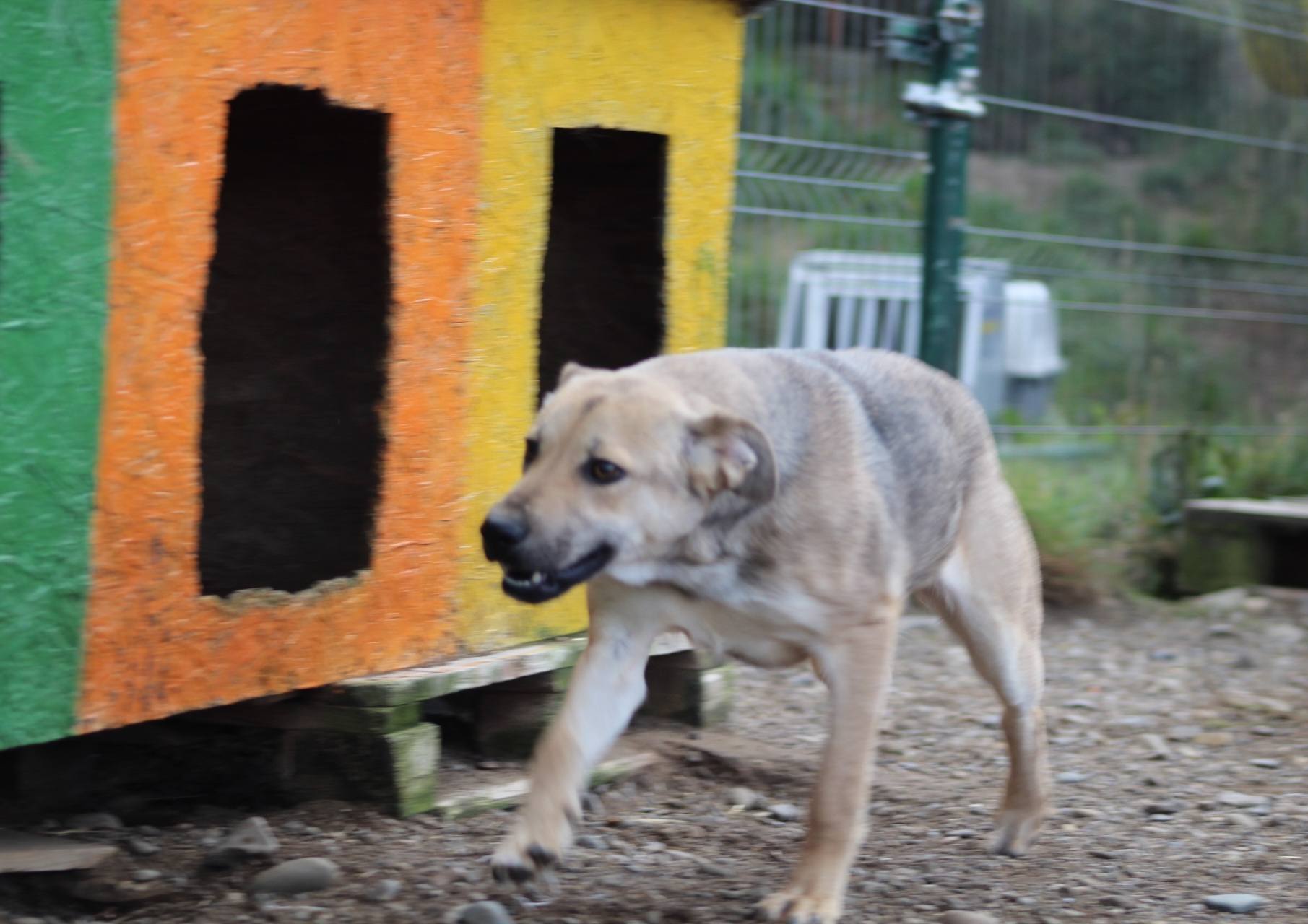 Runa Casa lui Patrocle 5