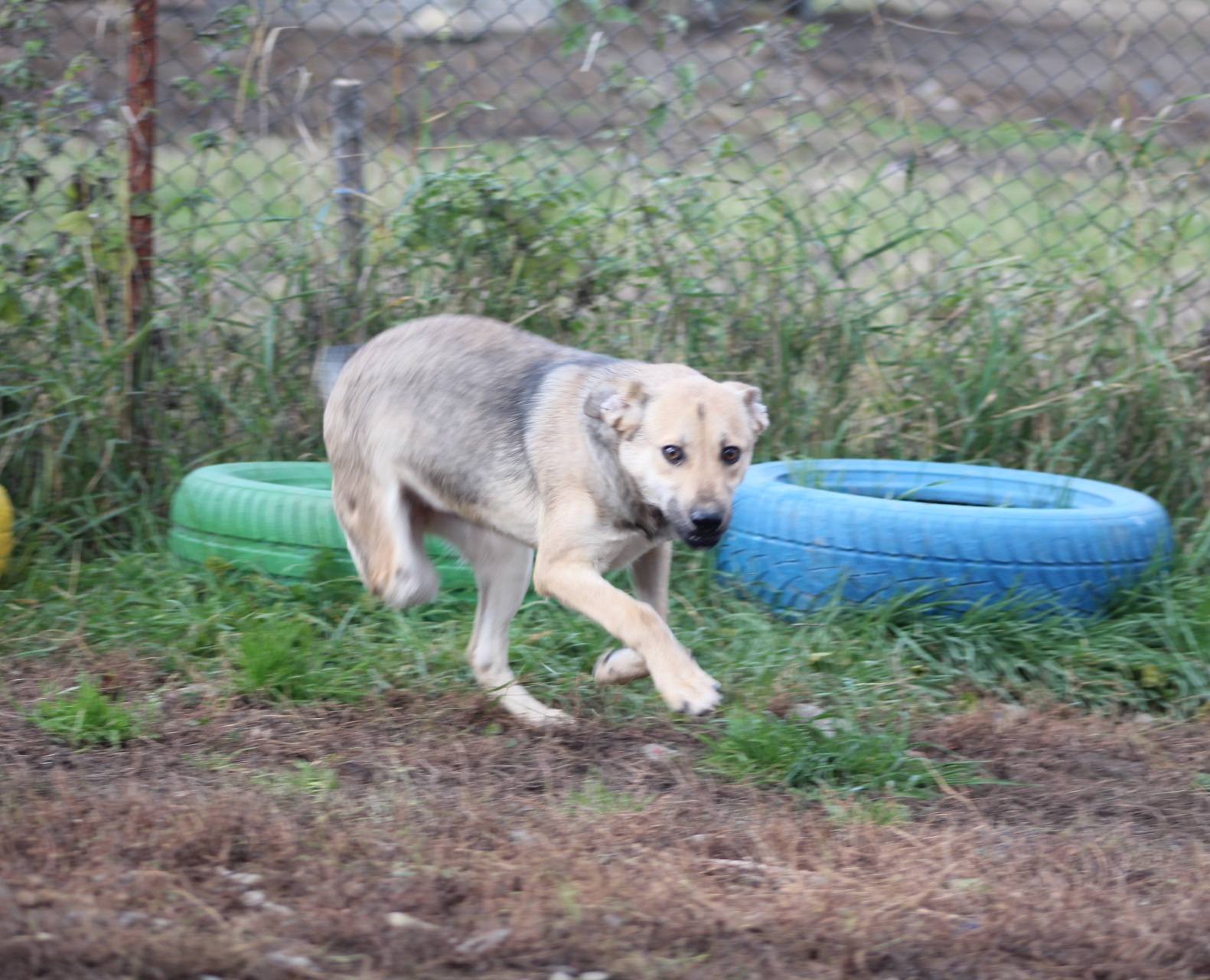 Runa Casa lui Patrocle 6