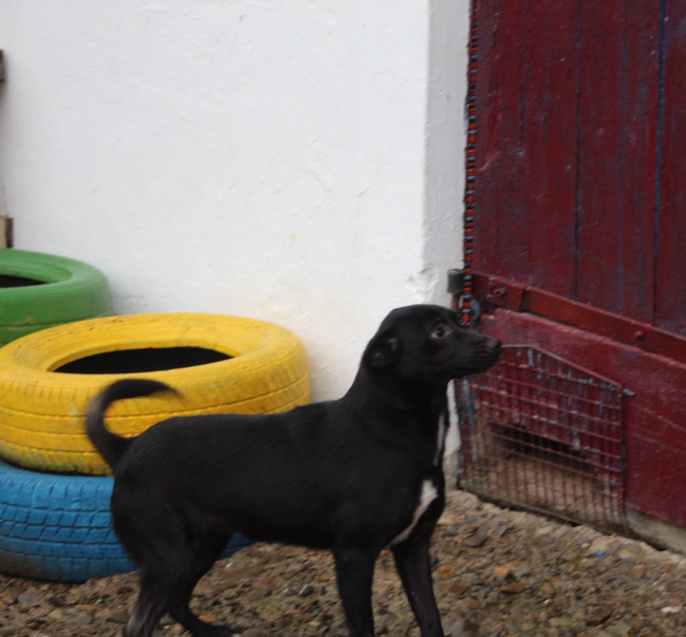 Sanziana Casa lui Patrocle 2