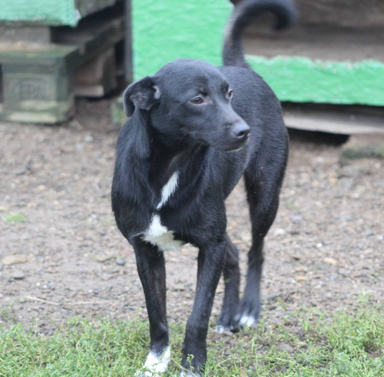 Sanziana Casa lui Patrocle 3