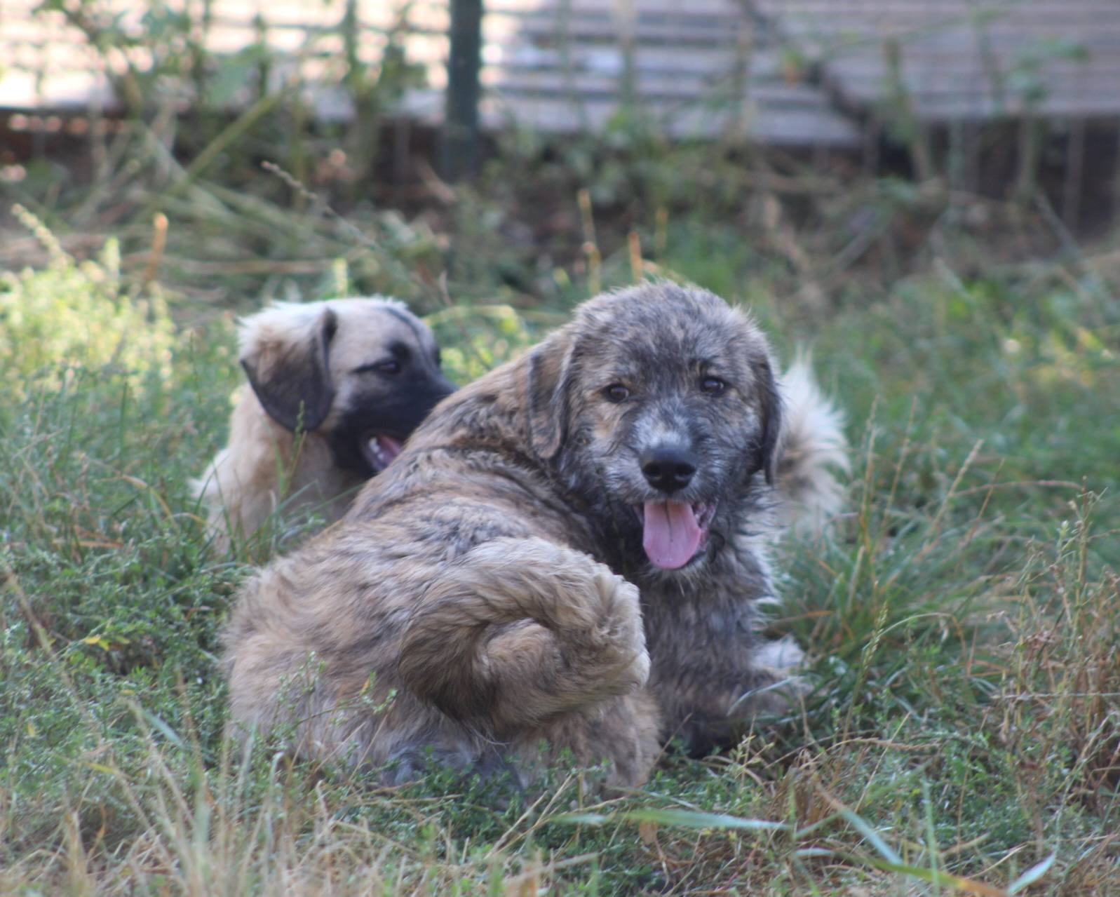 Sara Casa lui Patrocle 2