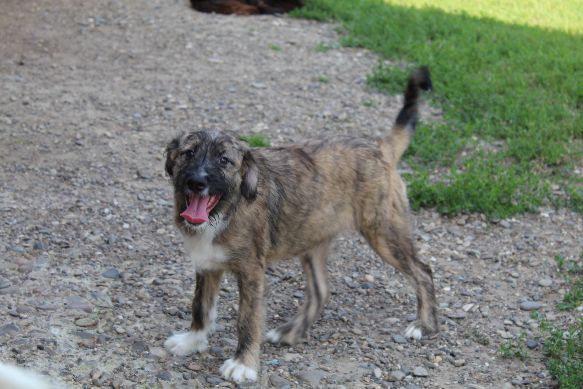 Sara Casa lui Patrocle 5