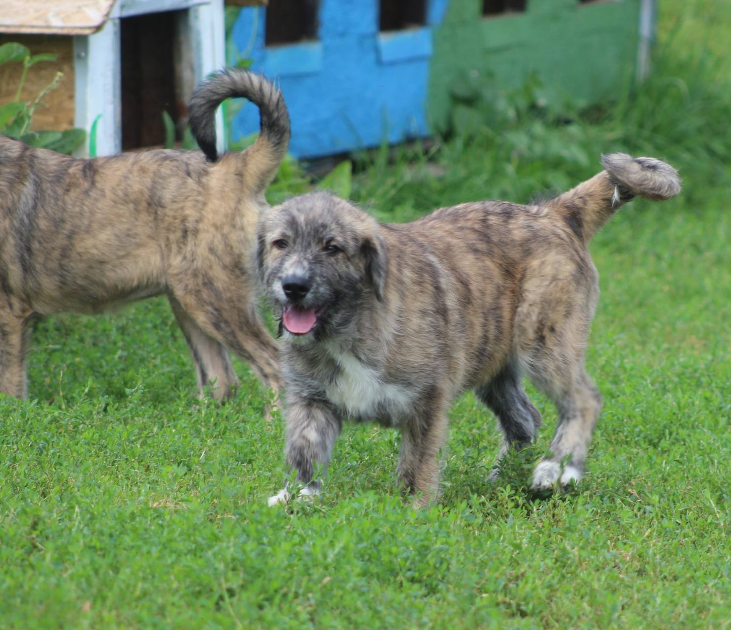 Sara Casa lui Patrocle 6