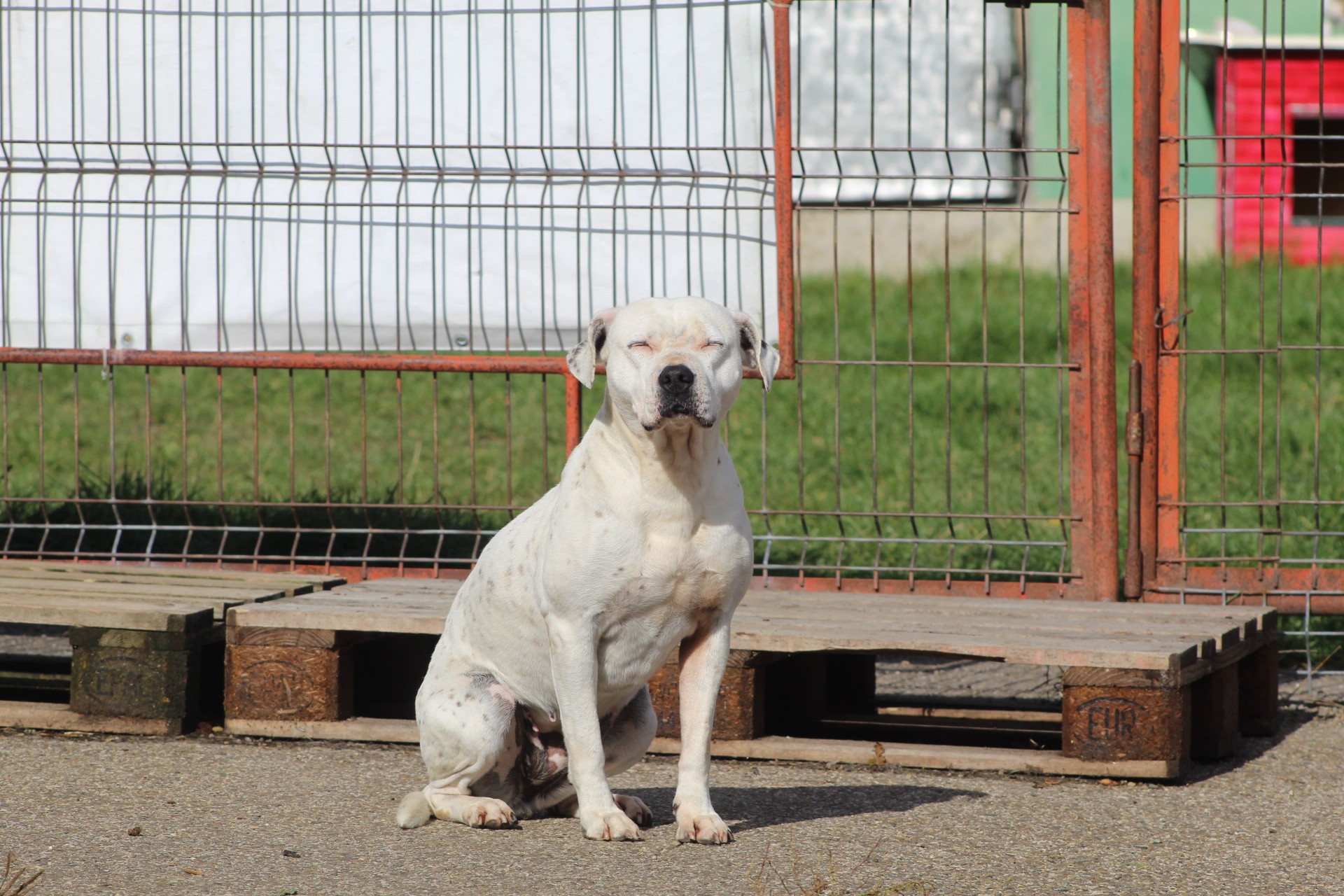 Sasha Casa lui Patrocle 2