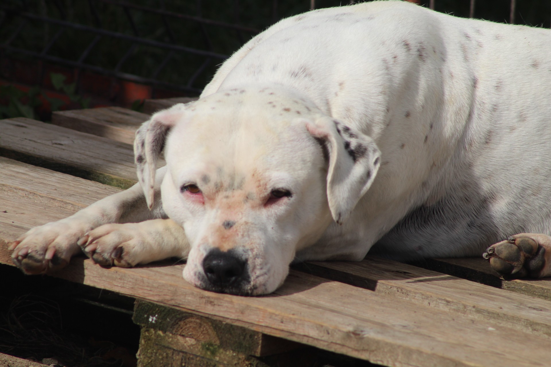 Sasha Casa lui Patrocle 4