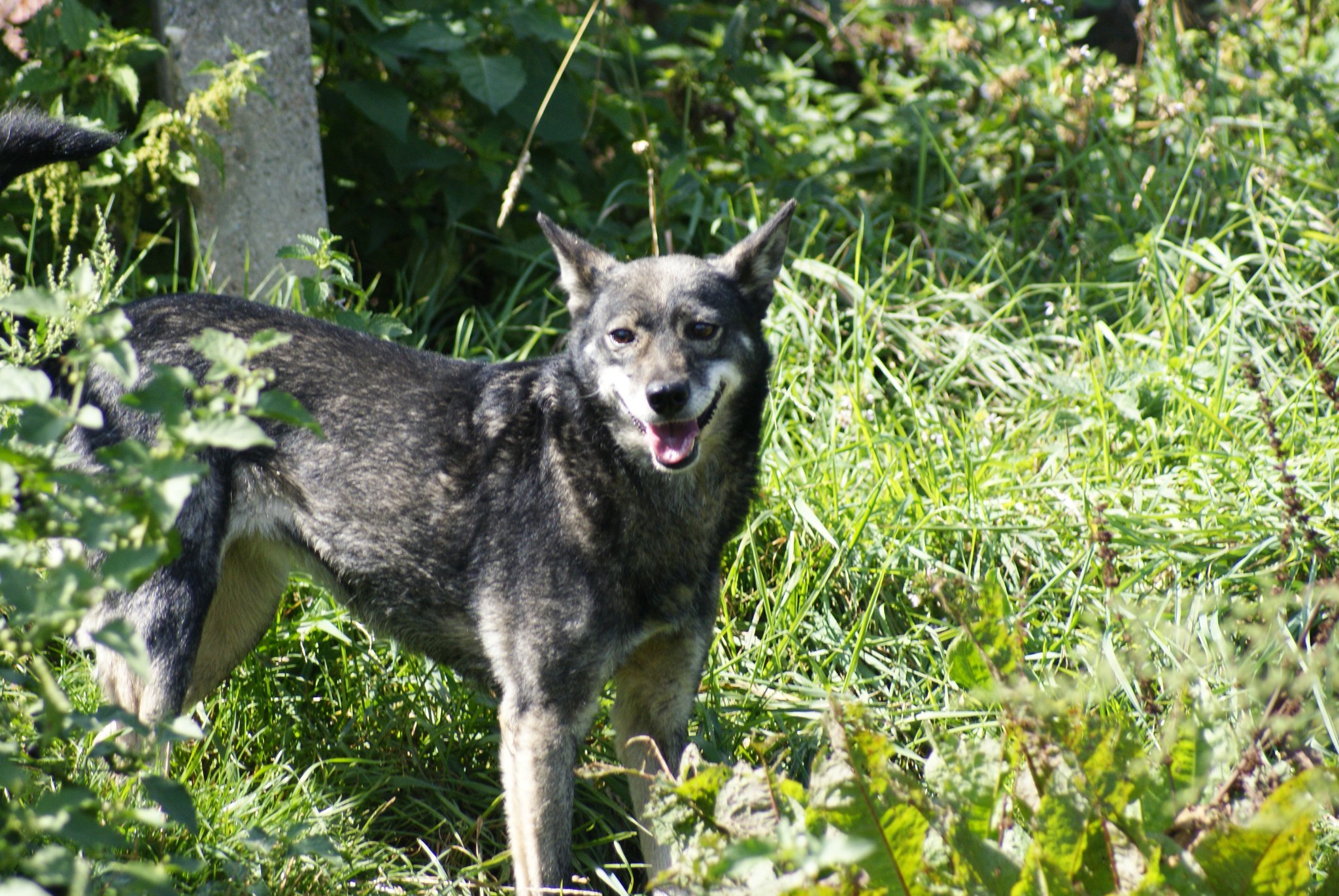 Sheila Casa lui Patrocle 6