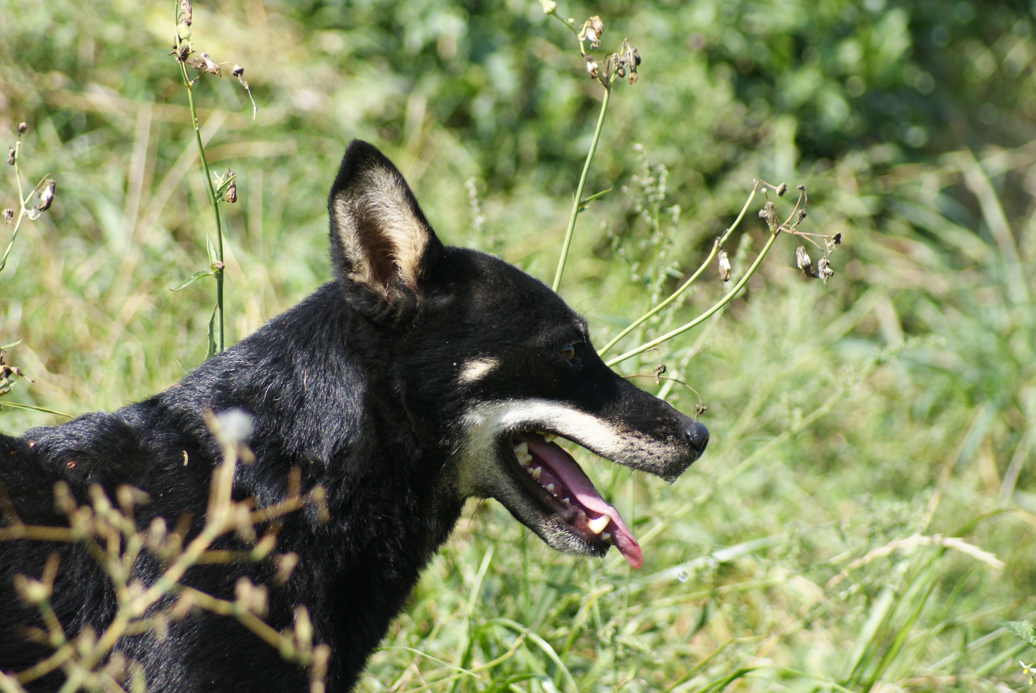 Shy Casa lui Patrocle 2