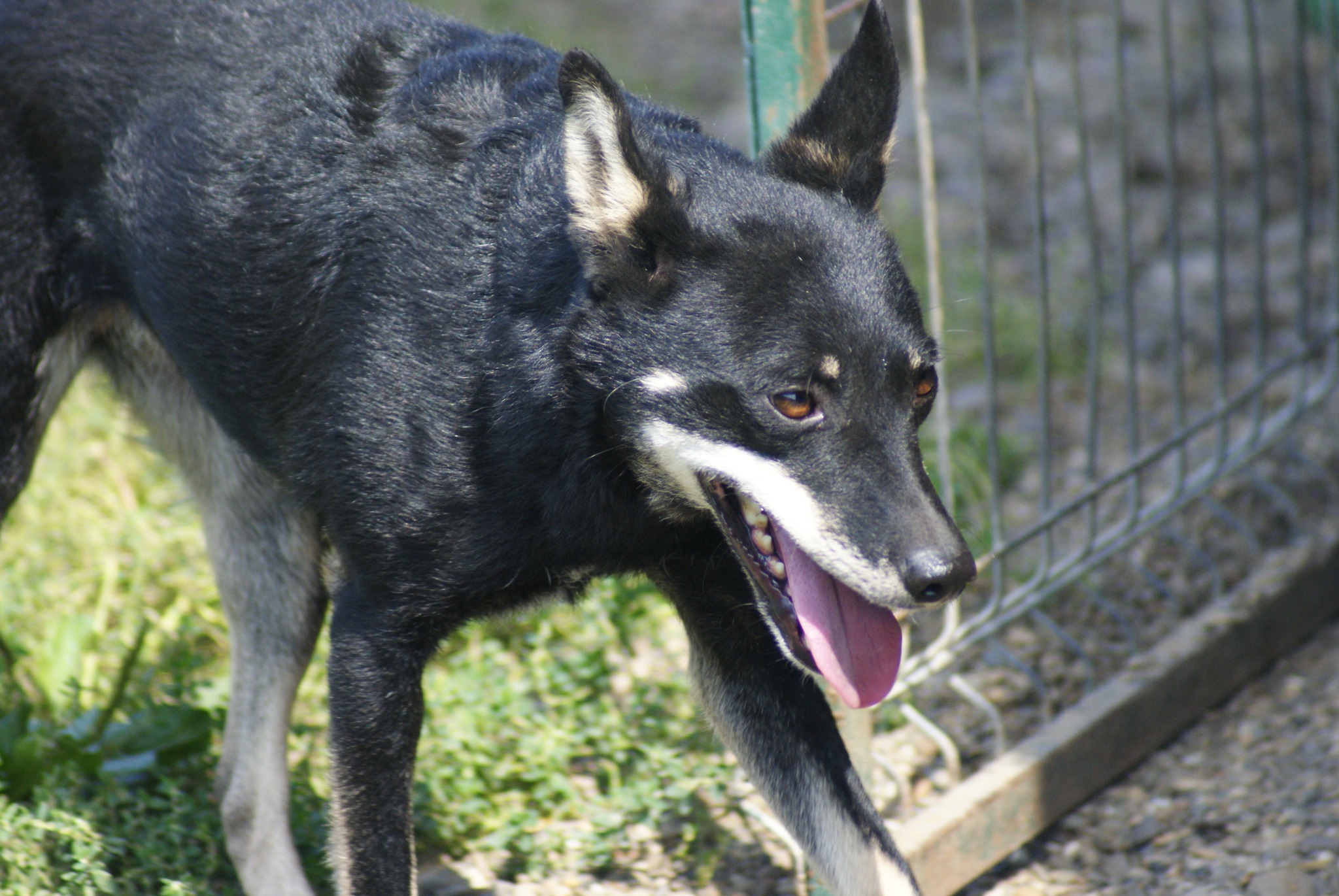 Shy Casa lui Patrocle 4