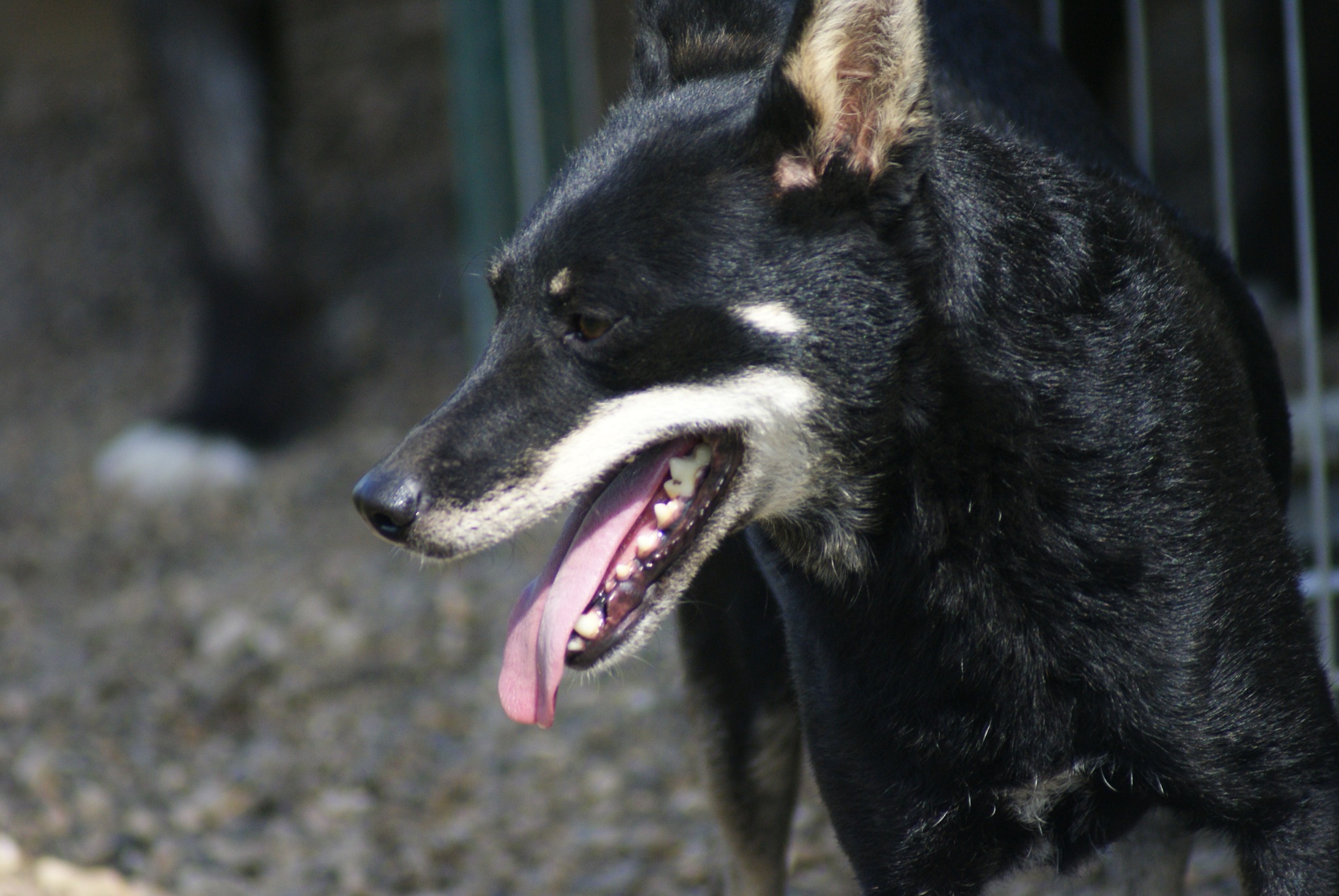 Shy Casa lui Patrocle 5