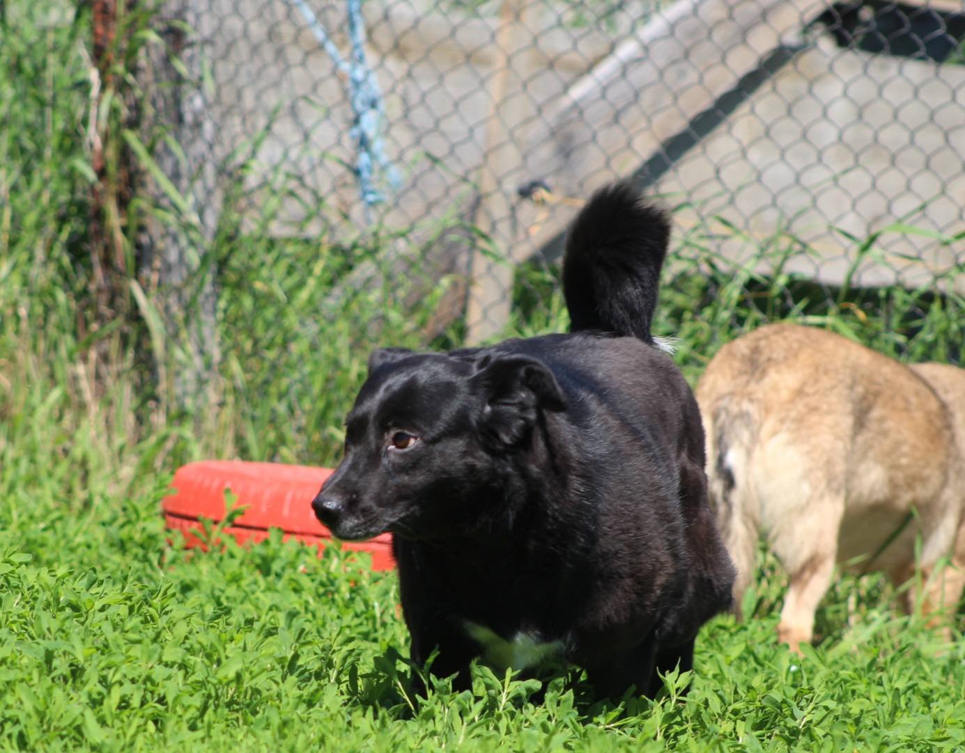 Simina Casa lui Patrocle 2