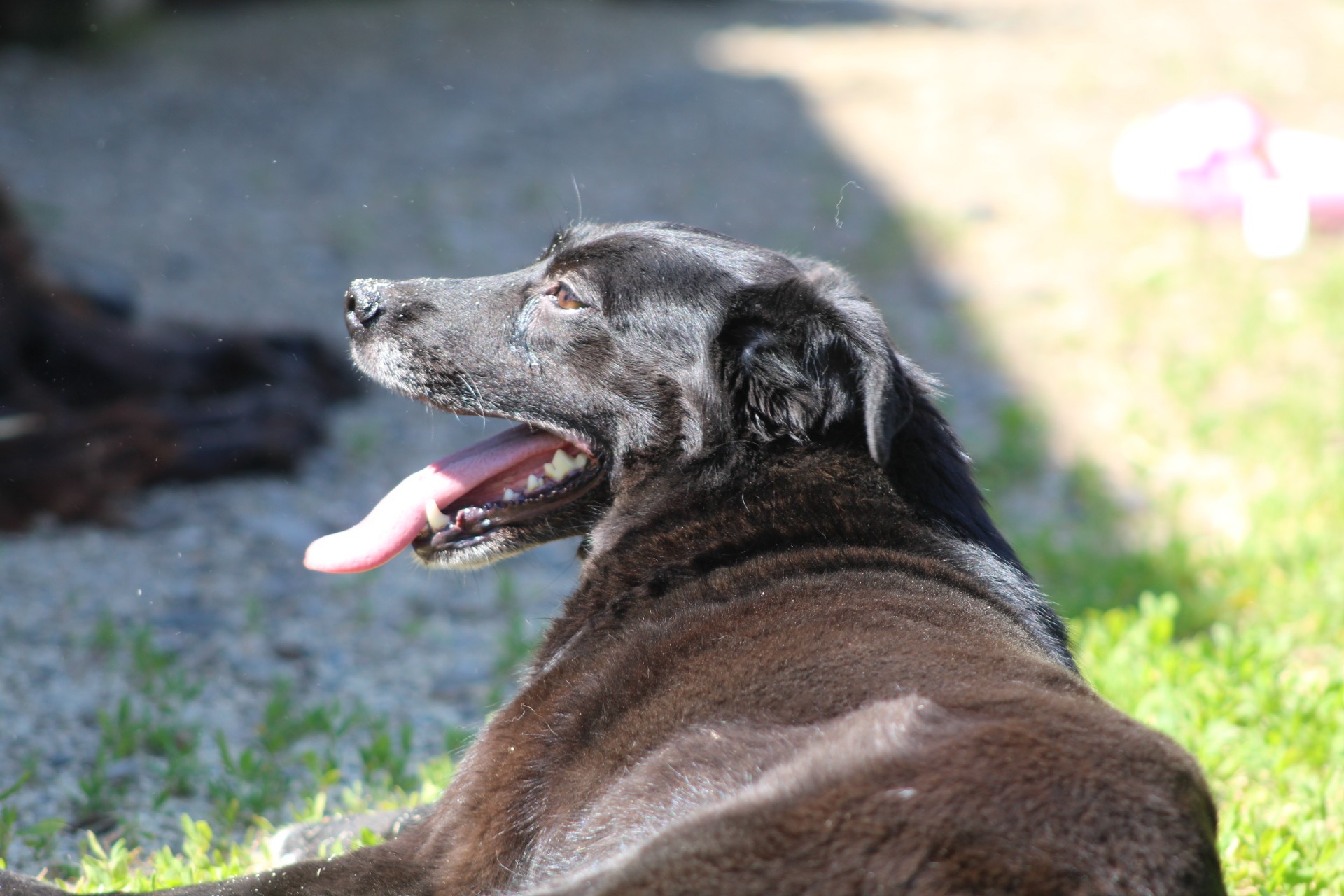 Simina Casa lui Patrocle 3