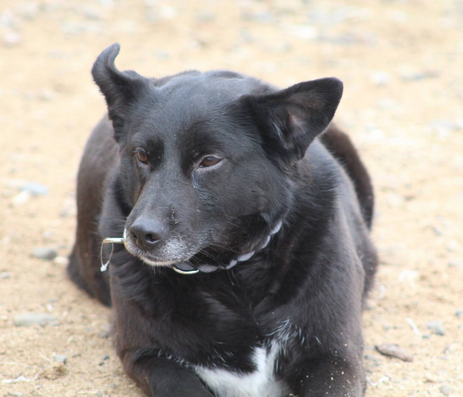 Simina Casa lui Patrocle 6